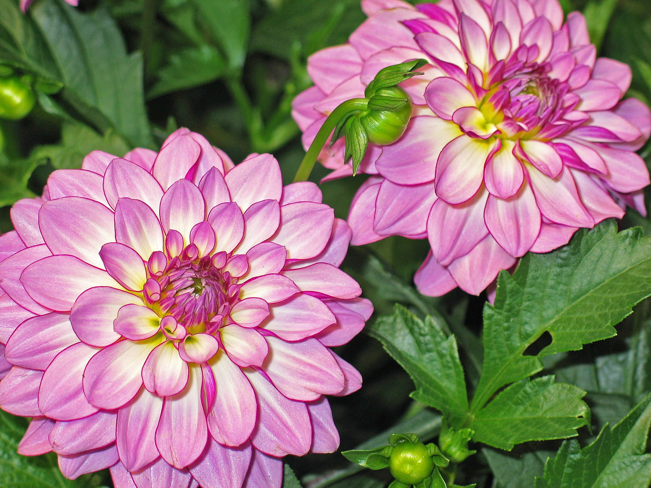 dahlia, botany, plant, day, freshness, garden, 1080P, growth, petals, bright, flower head, plant part, no people, inflorescence, focus on foreground, close-up, HD Wallpaper