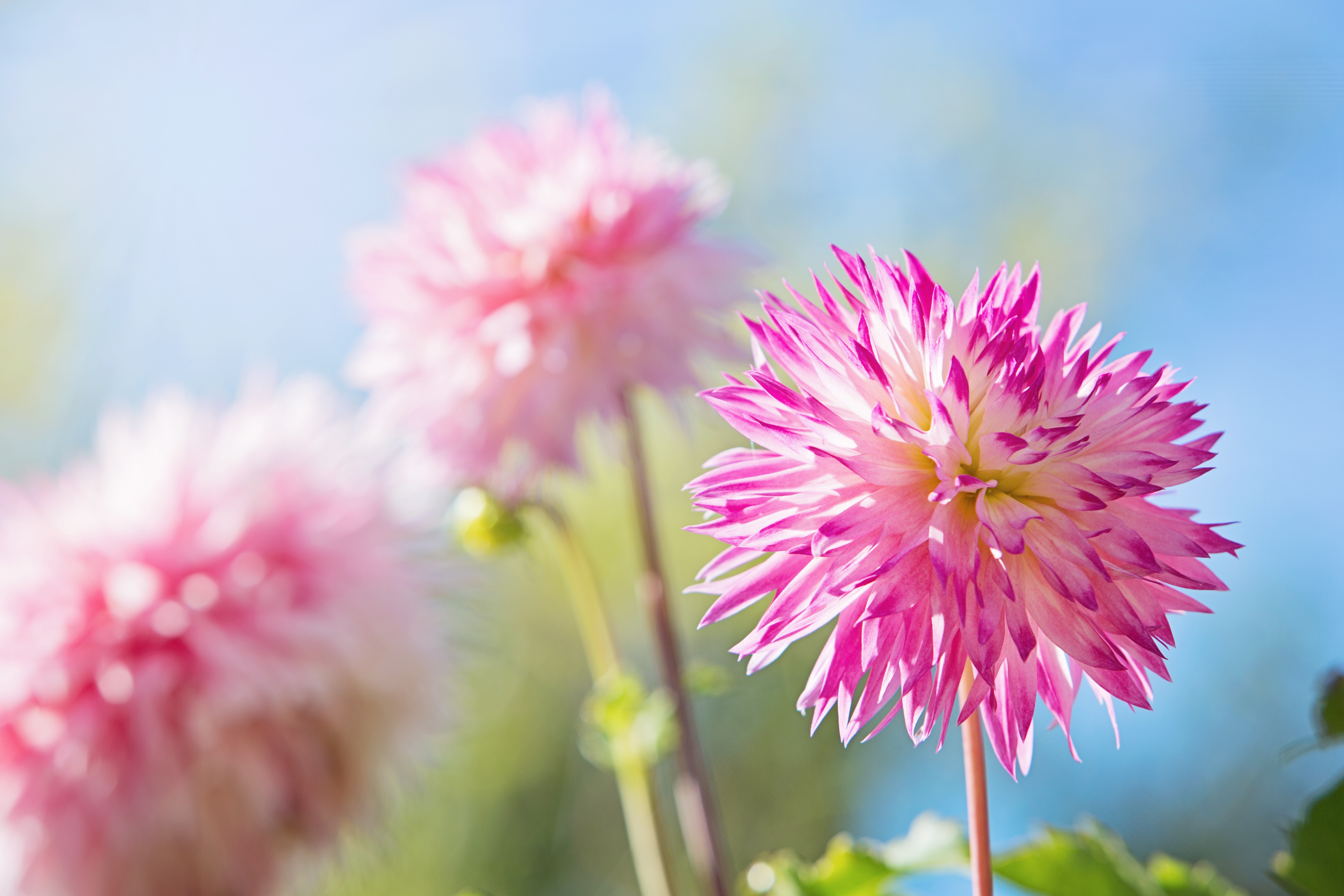 selective focus, fragility, blooming, softness, white, vulnerability, springtime, focus on foreground, gardening, botanical, light, blossom, dahlia, growth, HD Wallpaper