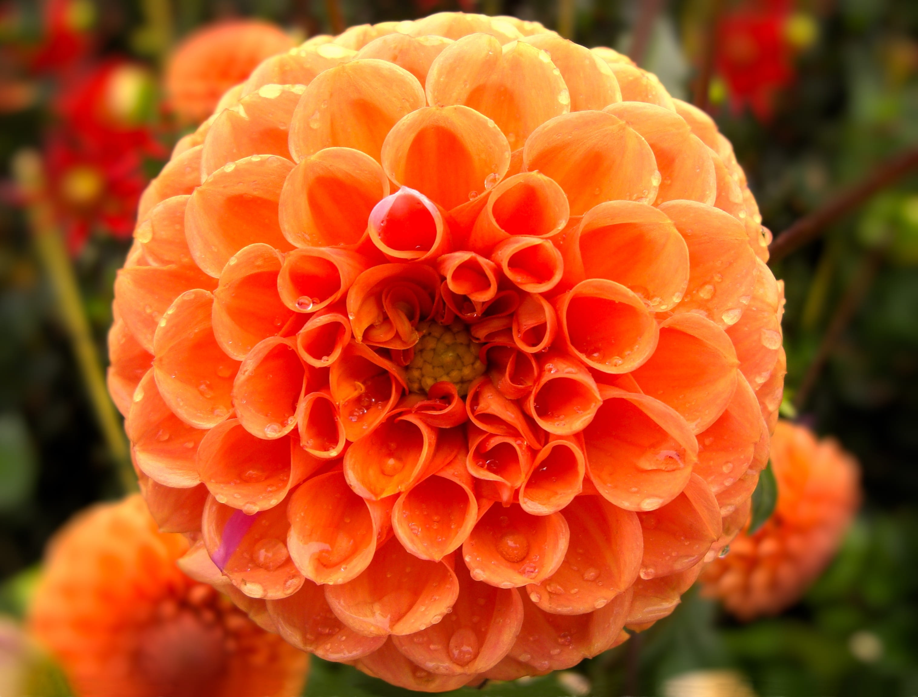 dahlia, freshness, beauty in nature, flowering plant, close-up, orange color, orange, fruit, petal, nature, flower, flower head, fragility, focus on foreground, HD Wallpaper