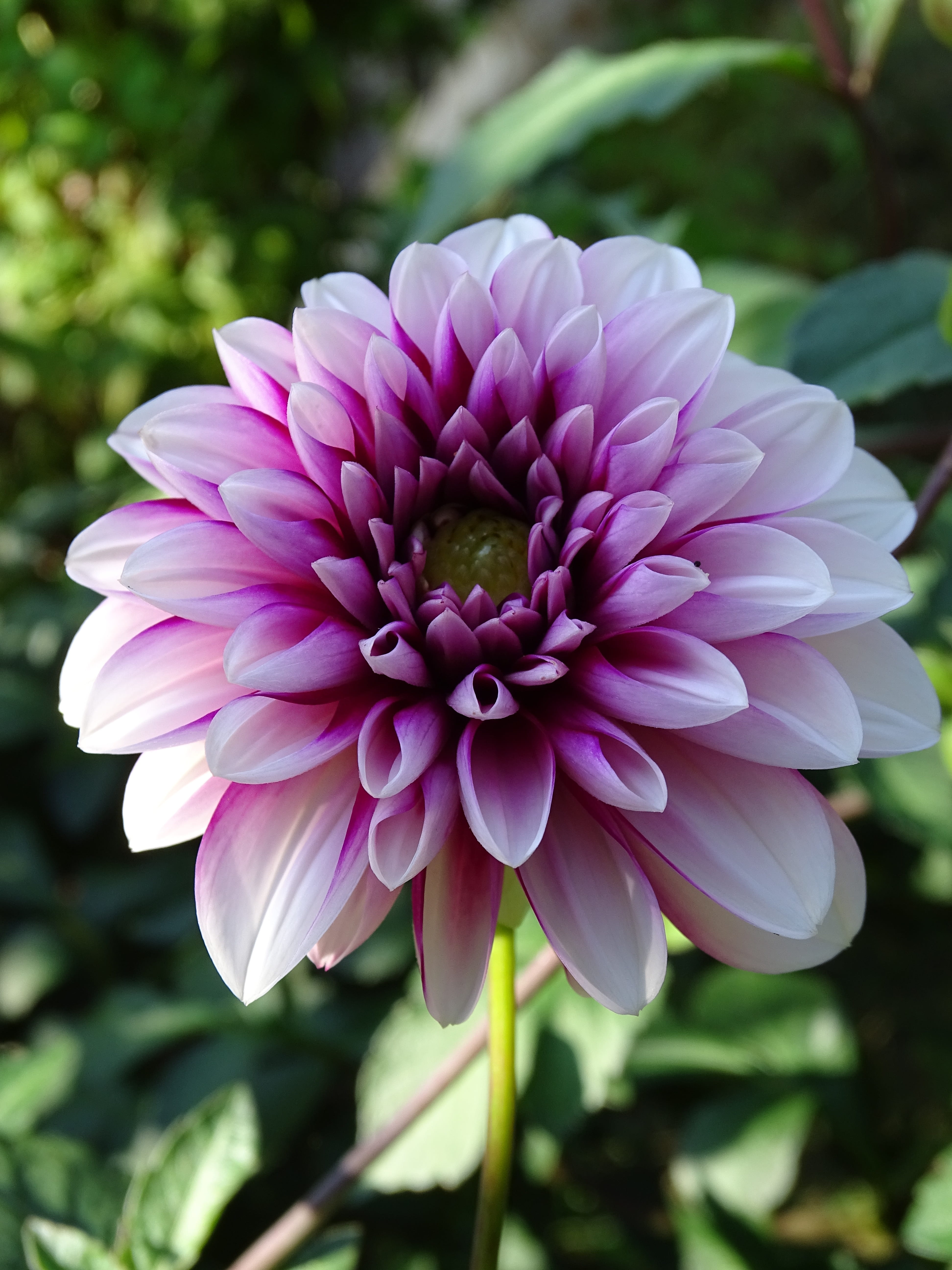 dahlia garden, dahlia flower, no people, freshness, focus on foreground, dahlia, springtime, flower, botany, purple, inflorescence, plant, flower head, Phone HD Wallpaper