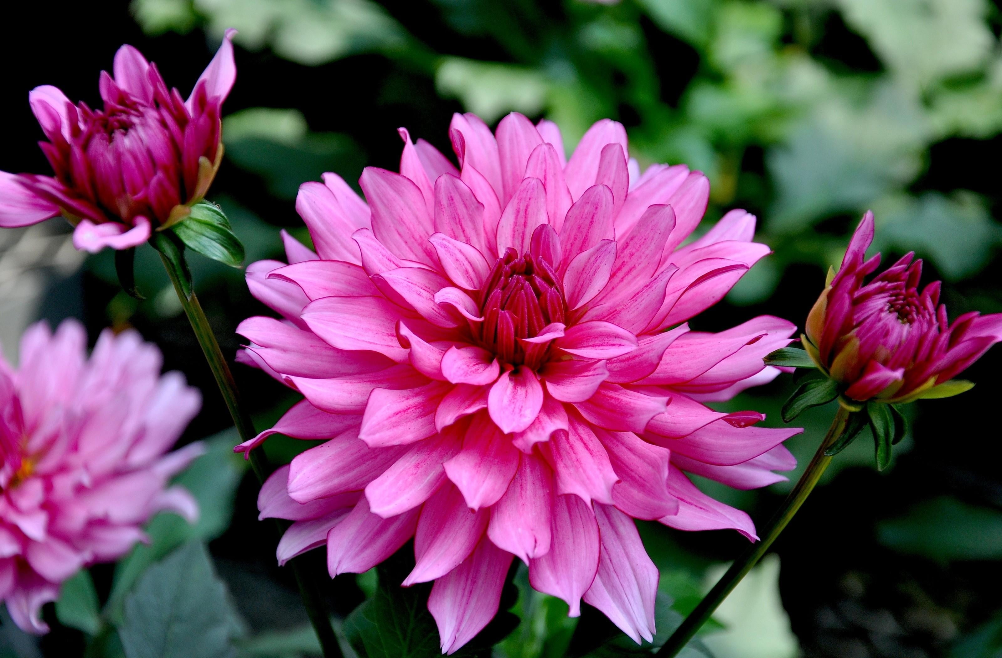 flower buds, plant part, pink Color, beauty In Nature, growth, freshness, blossom, summer, vibrant Color, plant, flowerbed, purple, dahlias, vulnerability, HD Wallpaper