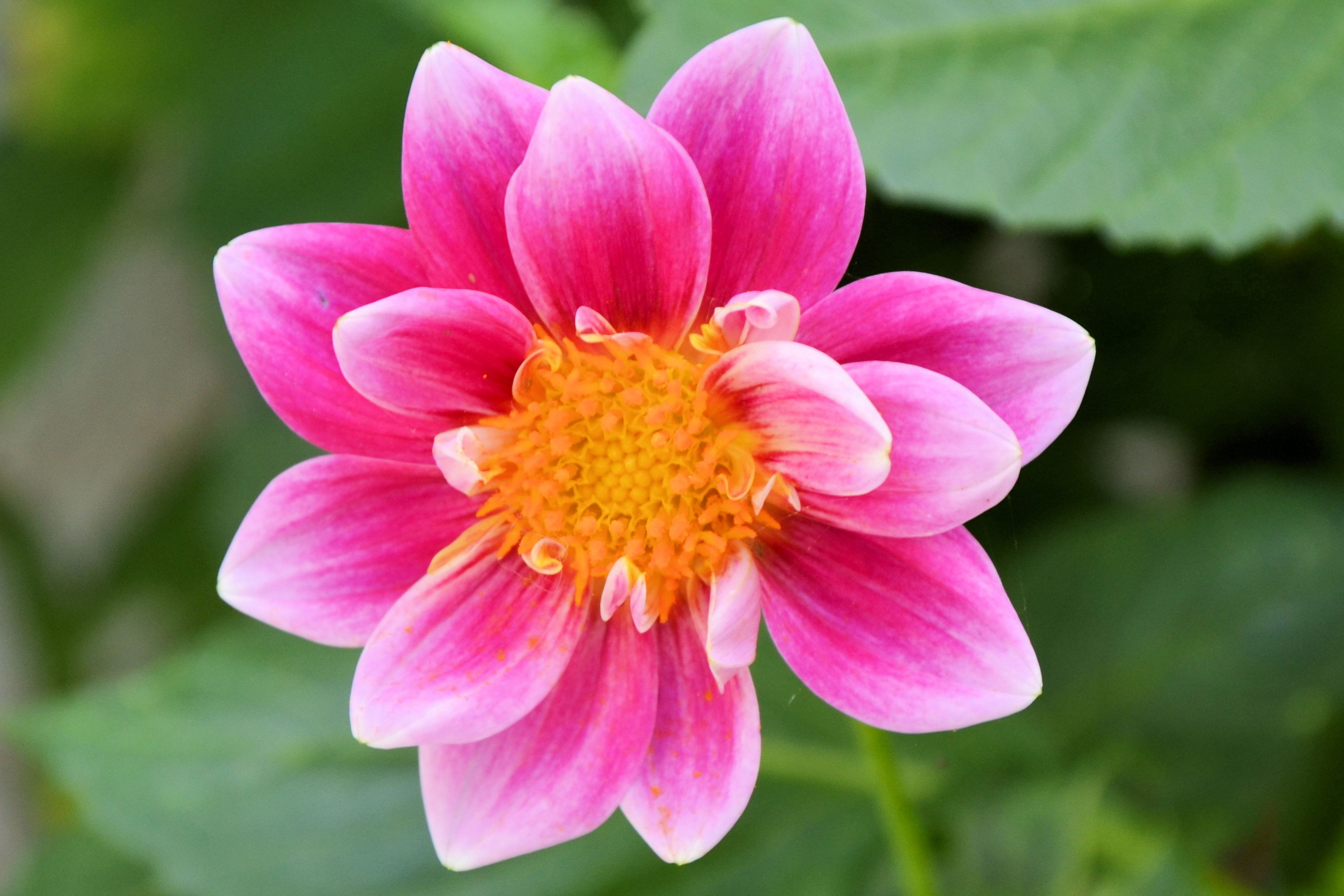 vulnerability, pollen, plant, peony, springtime, Blossom, inflorescence, focus on foreground, flower Head, dahlia flower, 4K, no people, ornamental garden, HD Wallpaper