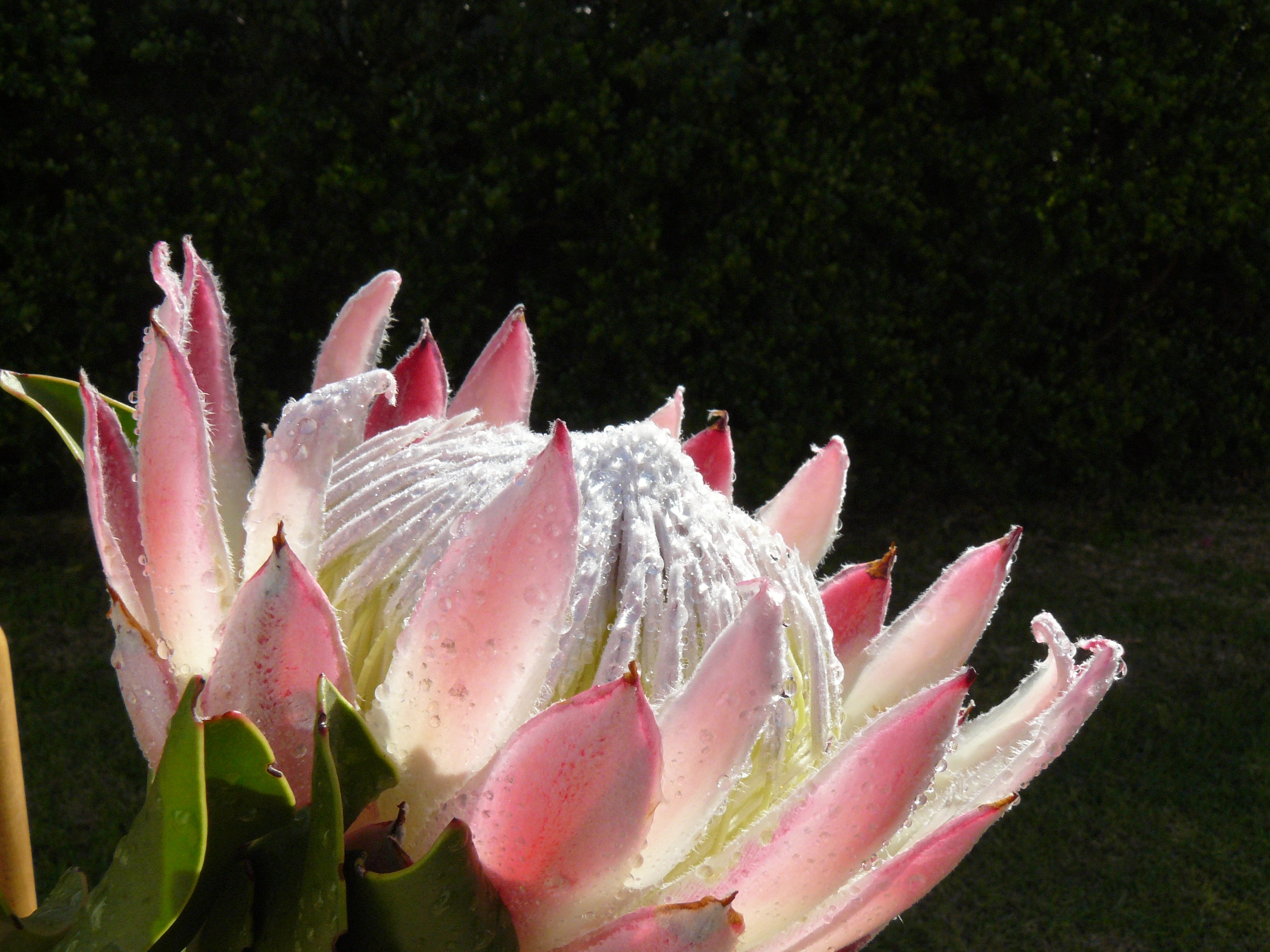 green background, petal, rose, sepal, blossom, petals, rose - flower, plant, flowers, protea, outdoors, suikerbos, freshness, water, close up, floral, sugarbushes, HD Wallpaper