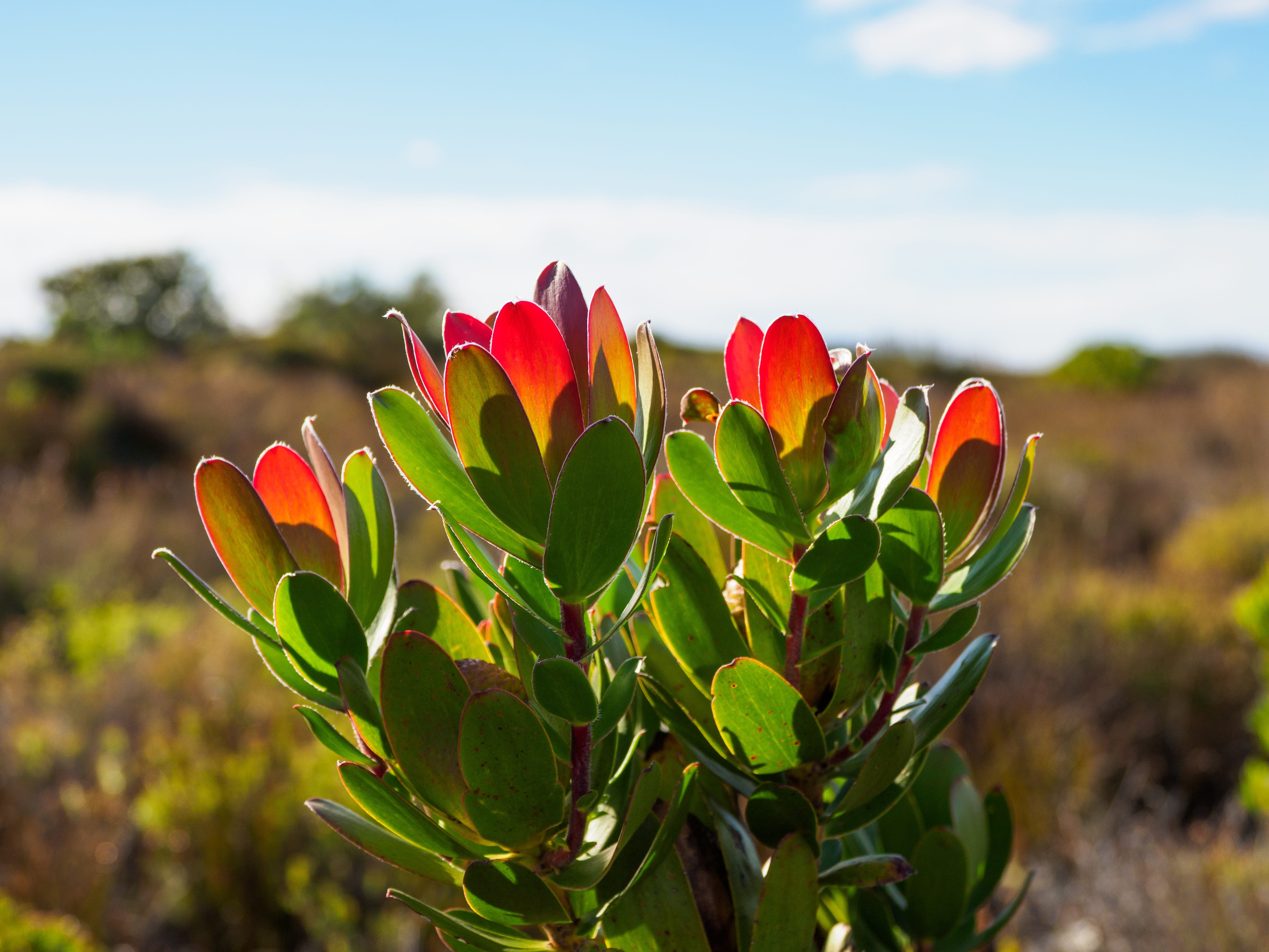 close-up, table mountain, yellow, nature, succulent plant, beauty, bouquet, plant part, color, green color, flora, cape town, flower head, sky, focus on foreground, HD Wallpaper