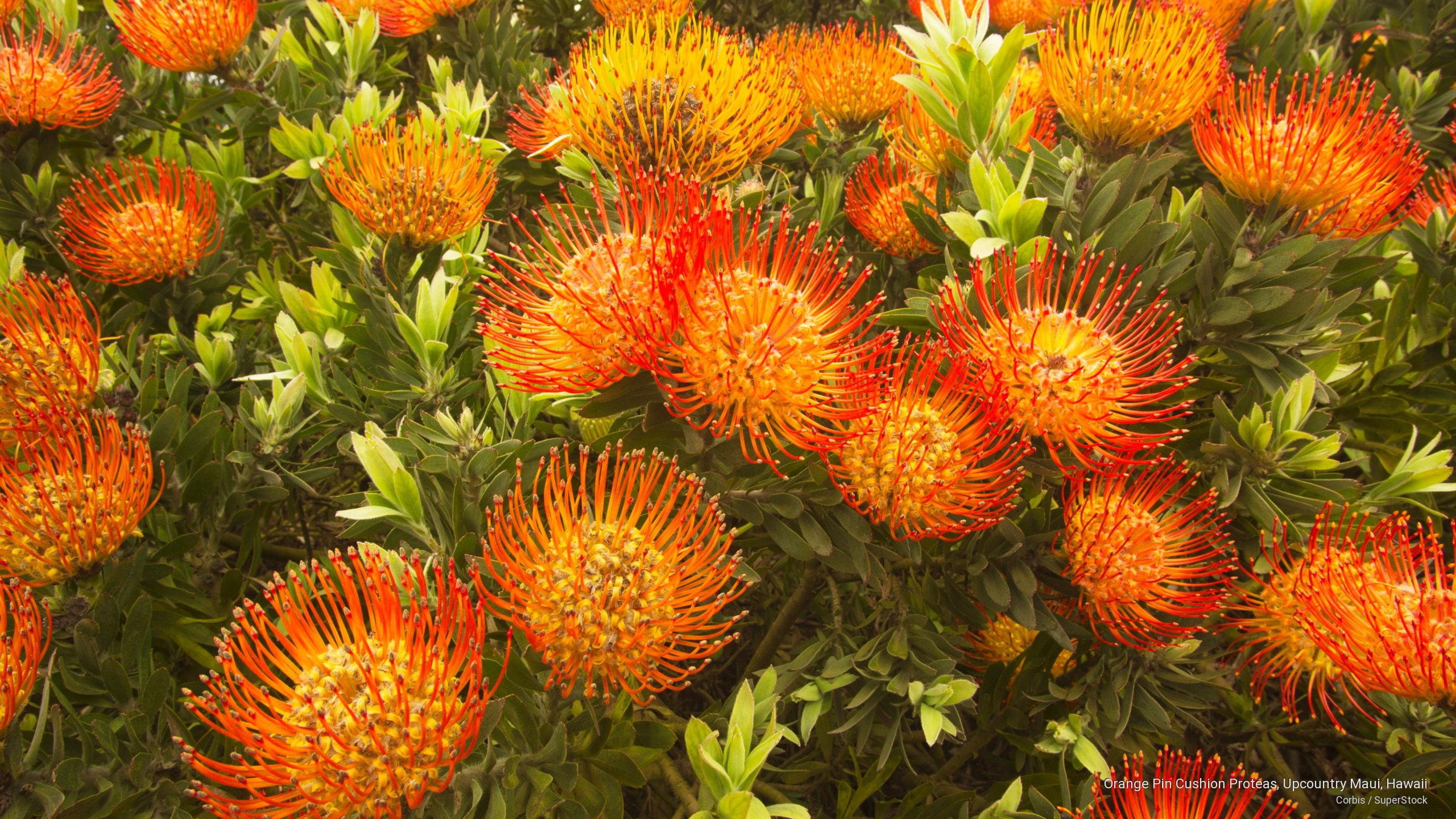 Flowers/Gardens, upcountry, pin, orange, 2K, cushion, maui, hawaii, proteas, HD Wallpaper