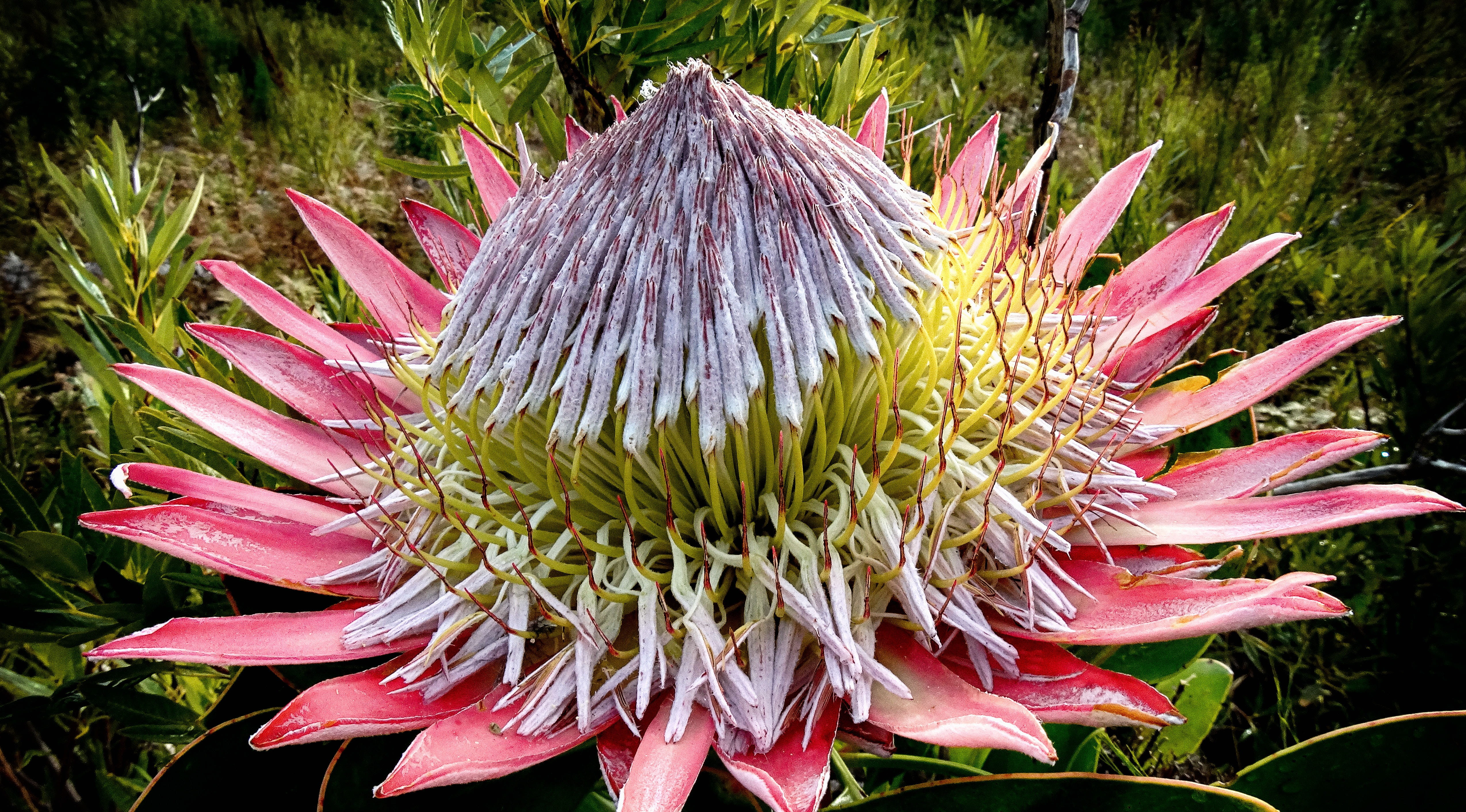 botany, king protea, pink, freshness, color, pink color, springtime, green color, outdoors, flower, petal, gardening, natural, flower head, no people, vulnerability, HD Wallpaper