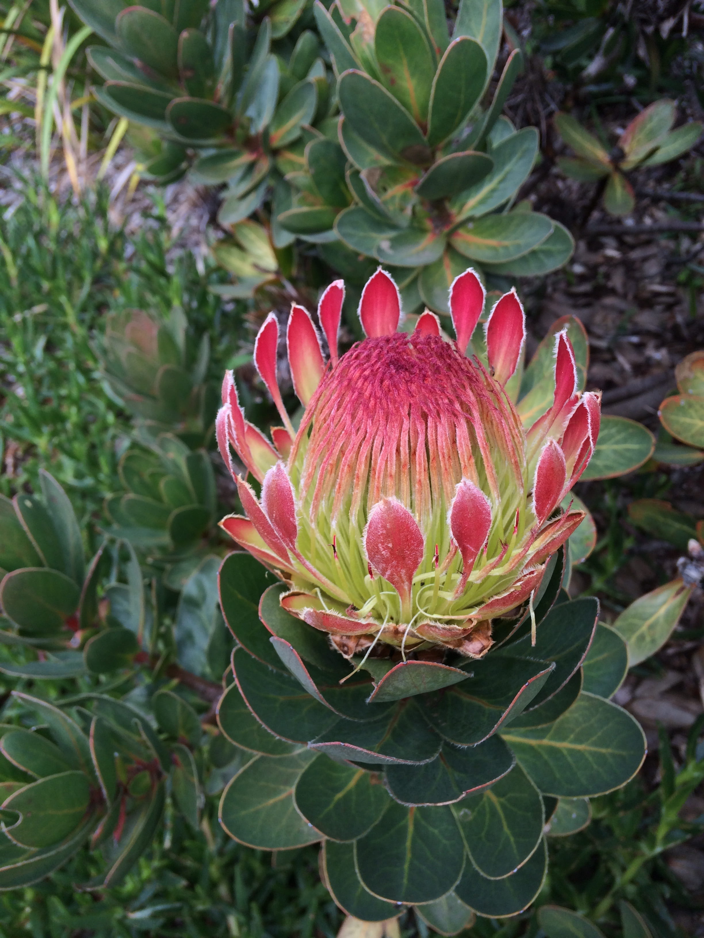 garden, 2K, pollen, plant, close-up, green color, flowering plant, blooming, protea, botanical, freshness, floral, plant part, focus on foreground, vulnerability, Phone HD Wallpaper