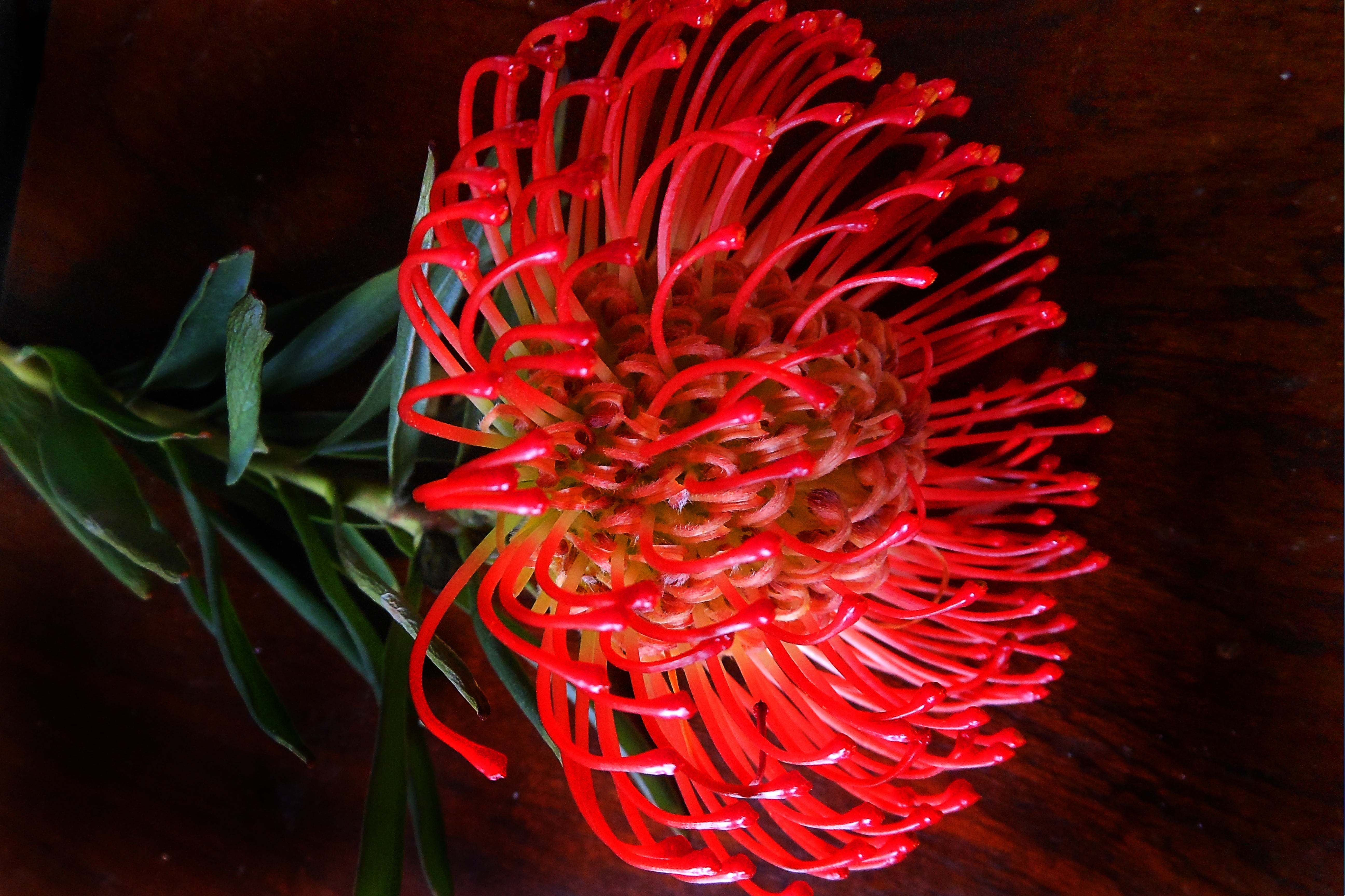 indoors, petal, beauty in nature, flower head, flowering plant, 5K, bloom, growth, protea, vulnerability, freshness, color, no people, wellbeing, inflorescence, HD Wallpaper