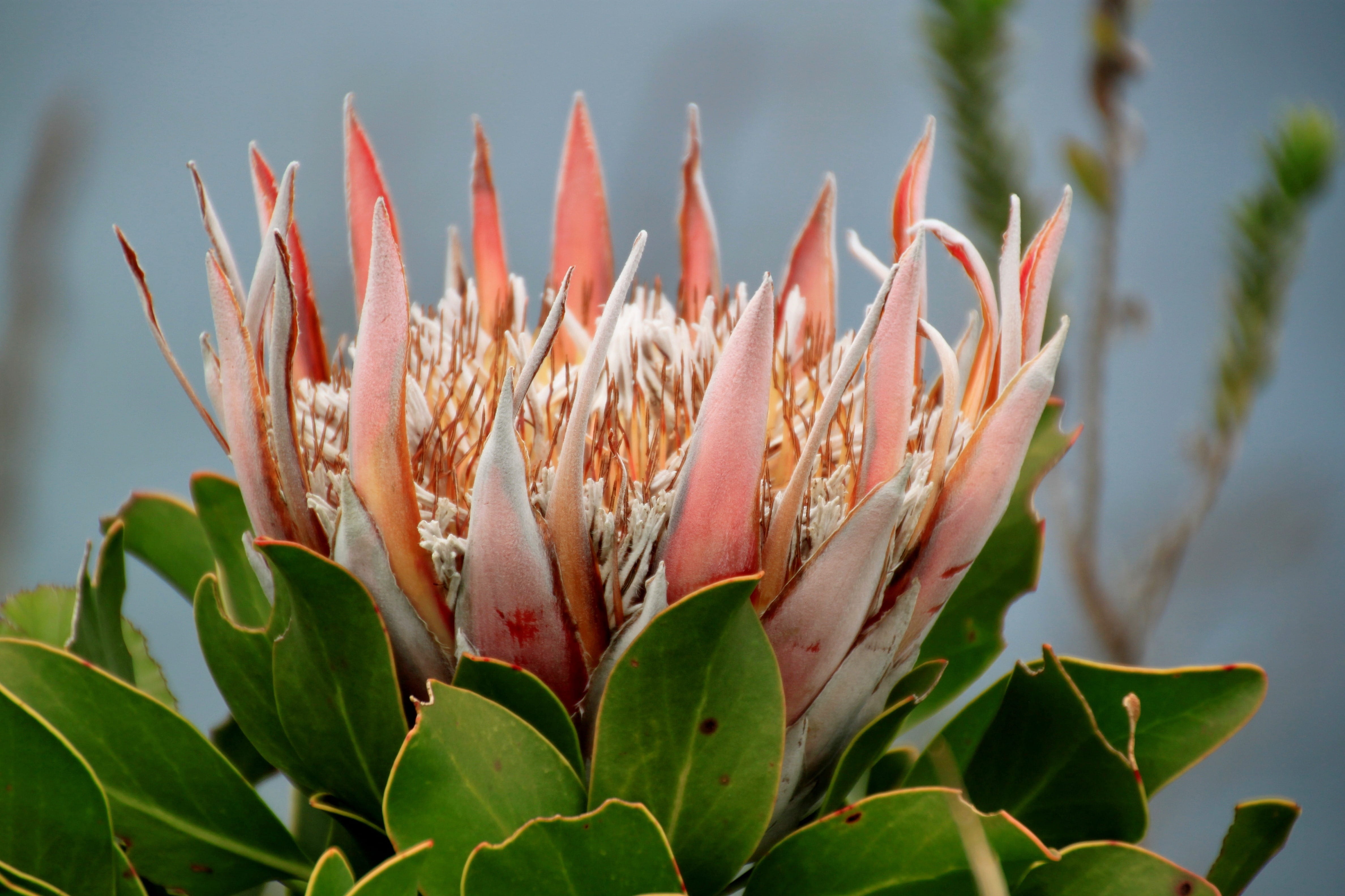 king, flora, no people, national flower, focus on foreground, outdoors, plant part, tranquility, selective focus, flower macro, freshness, Protea, inflorescence, HD Wallpaper