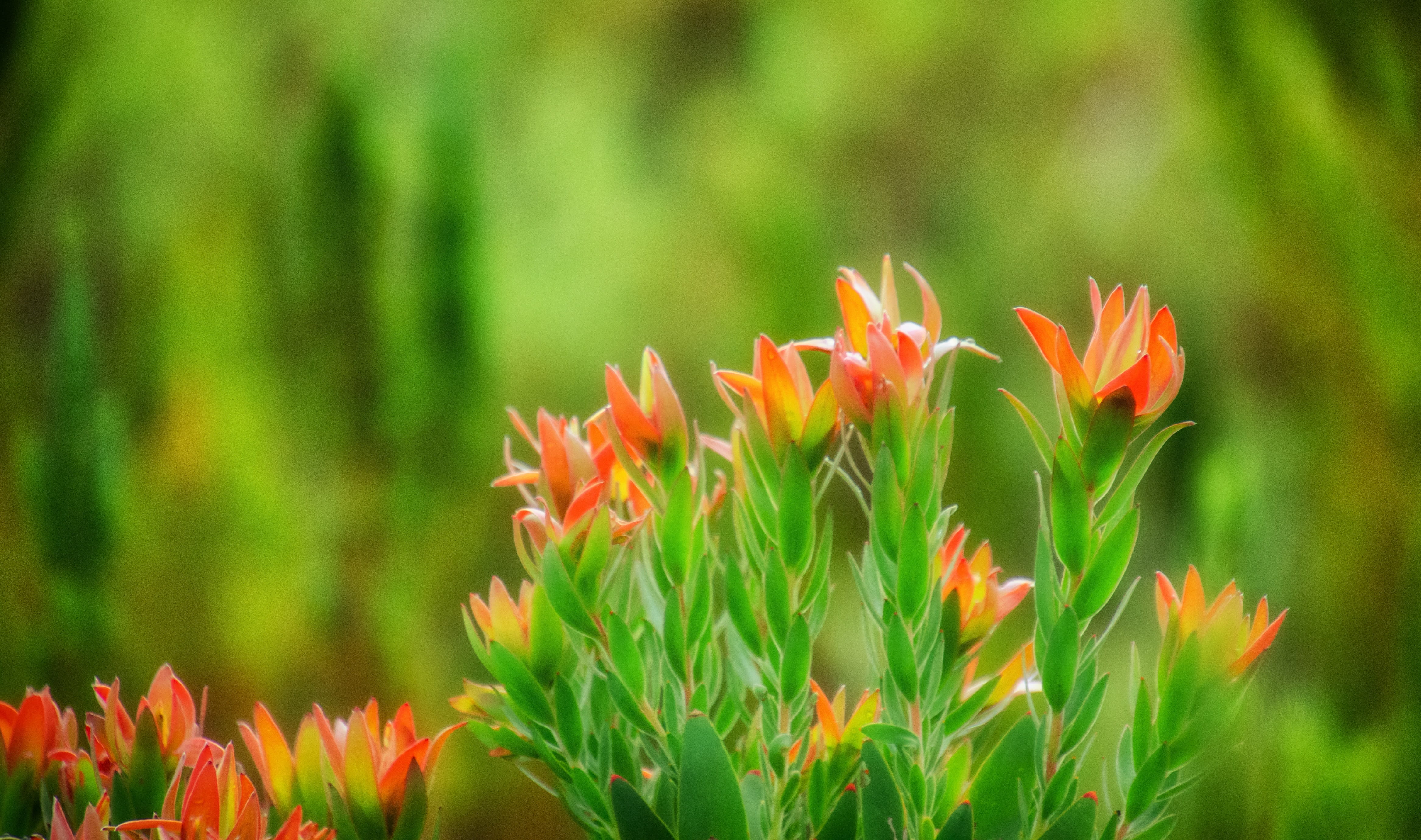 fragility, garden, close-up, floral, vulnerability, flower, growth, flowering plant, protea, blooming, summer, day, nature, beauty in nature, outdoors, HD Wallpaper