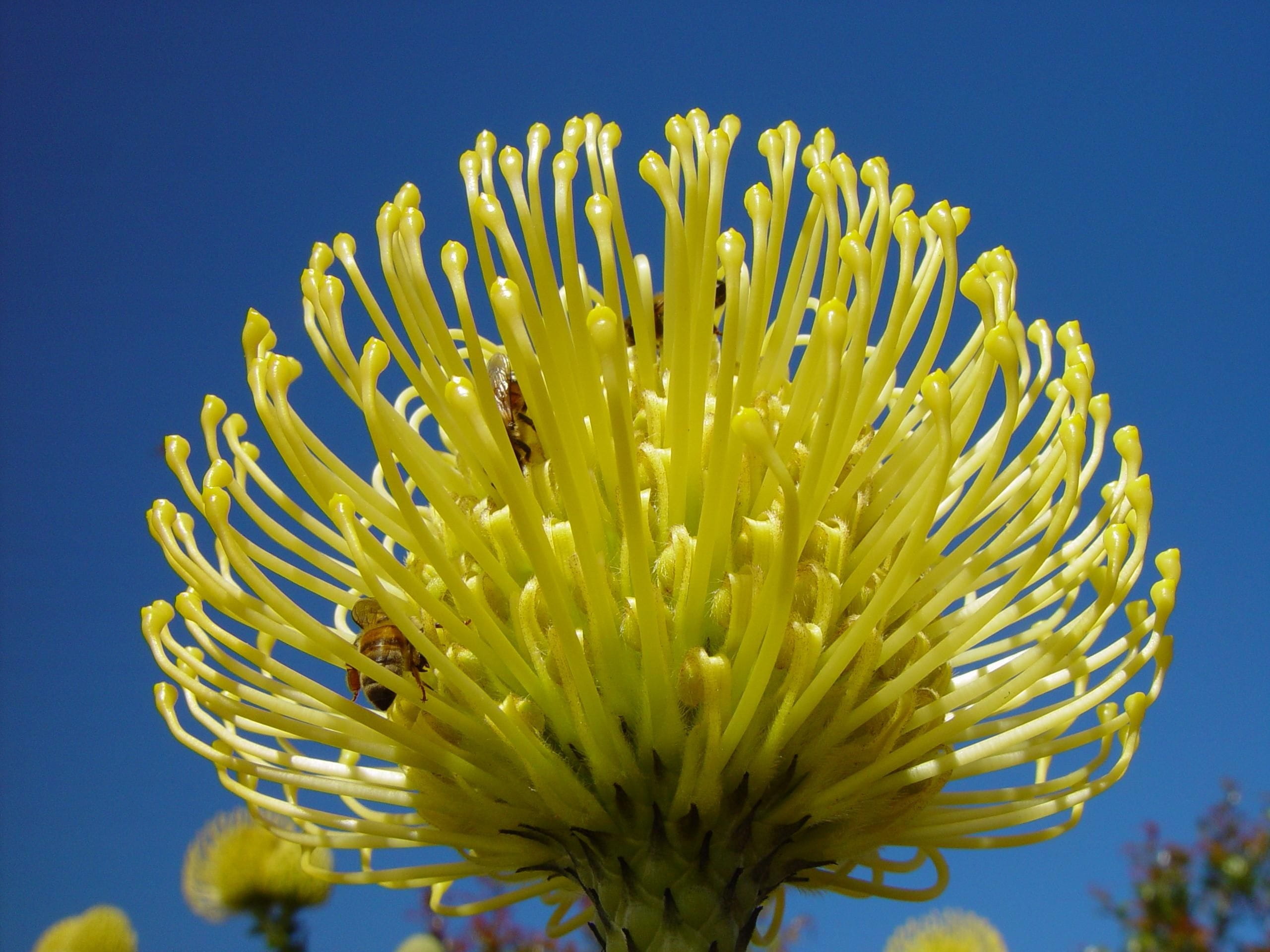 pollen, yellow, 2K, flowering plant, close-up, flower head, inflorescence, Banksia, growth, sky, golden banksia, Golden, exotic, focus on foreground, vulnerability, HD Wallpaper