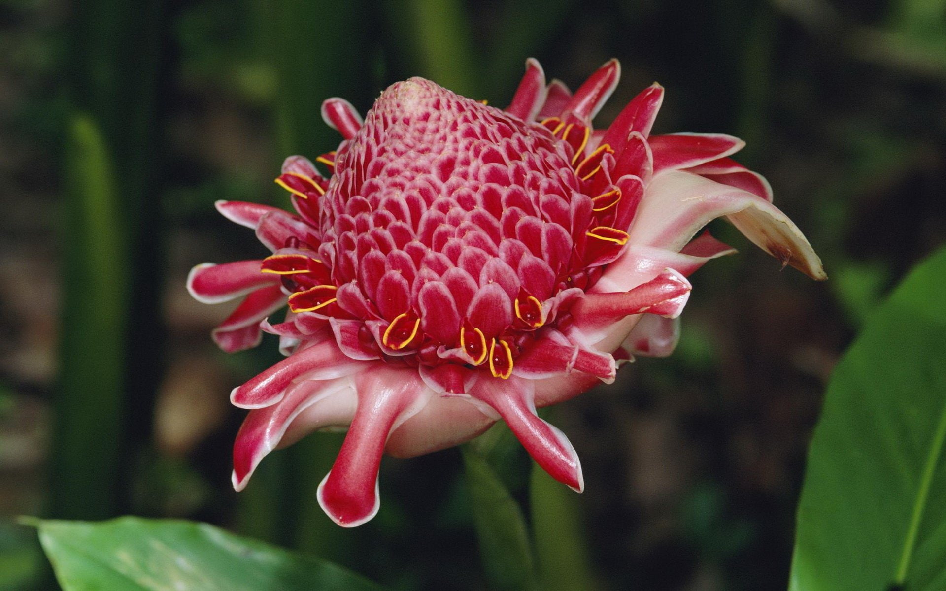 Flower, Flowers, 1080P, Protea, HD Wallpaper