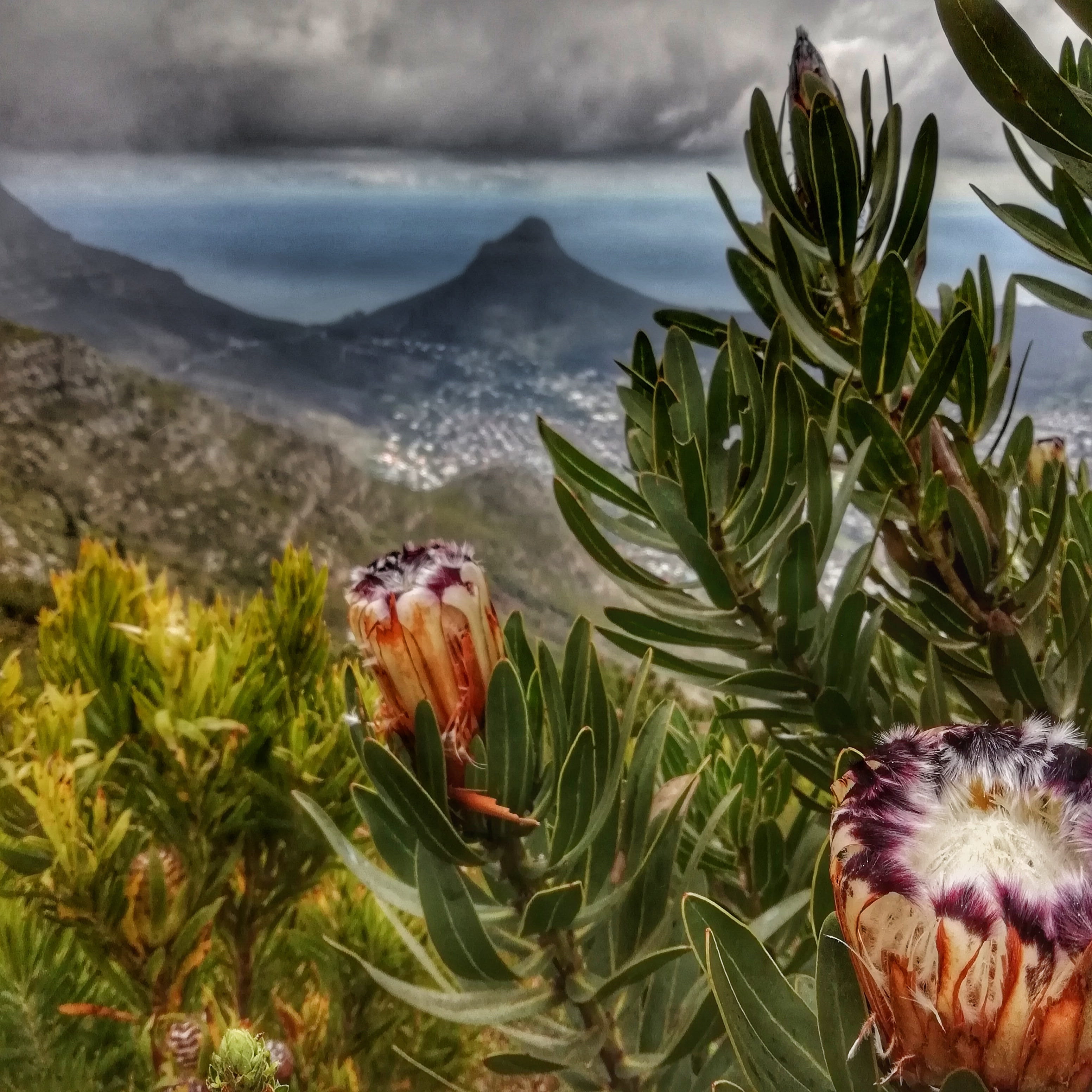 nature, vulnerability, protea, plant part, 2K, close-up, growth, day, no people, head, lions, flowering plant, water, town, freshness, sea, flower, fragility, Phone HD Wallpaper