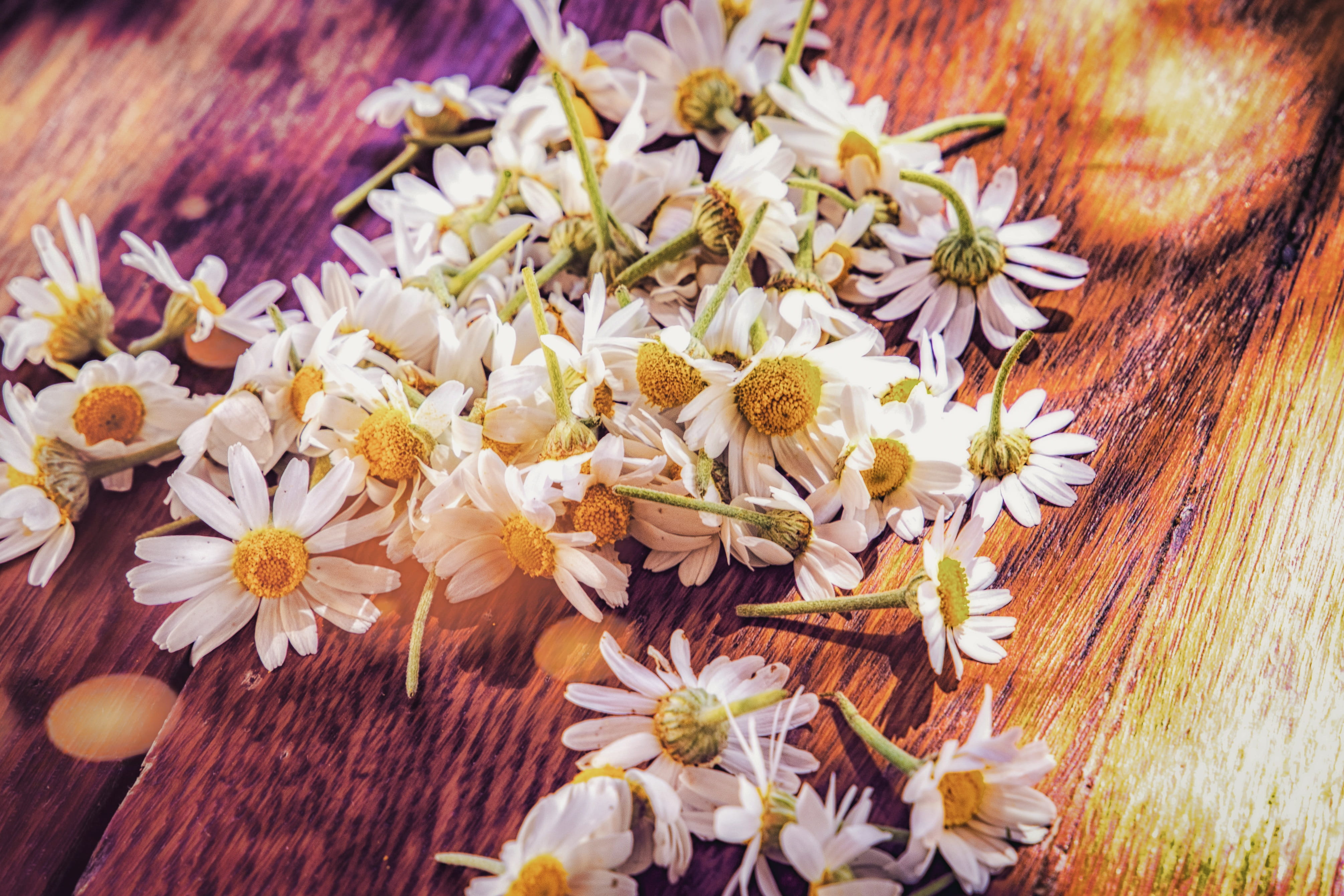 no people, white color, flora, flower, white, daisy, romantic, colorful, nature, bloom, protea, season, inflorescence, red, sunny day, flower head, fragility, HD Wallpaper