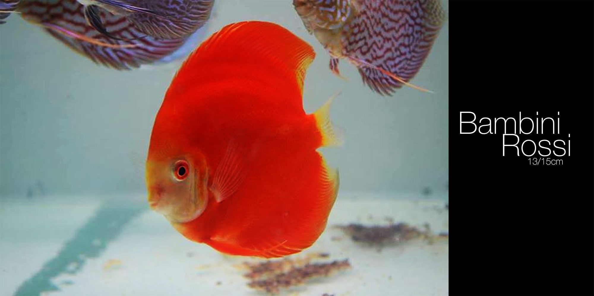 animal wildlife, fish, vertebrate, animal themes, swimming, one animal, transparent, no people, fish tank, underwater, goldfish, glass - material, animal, HD Wallpaper