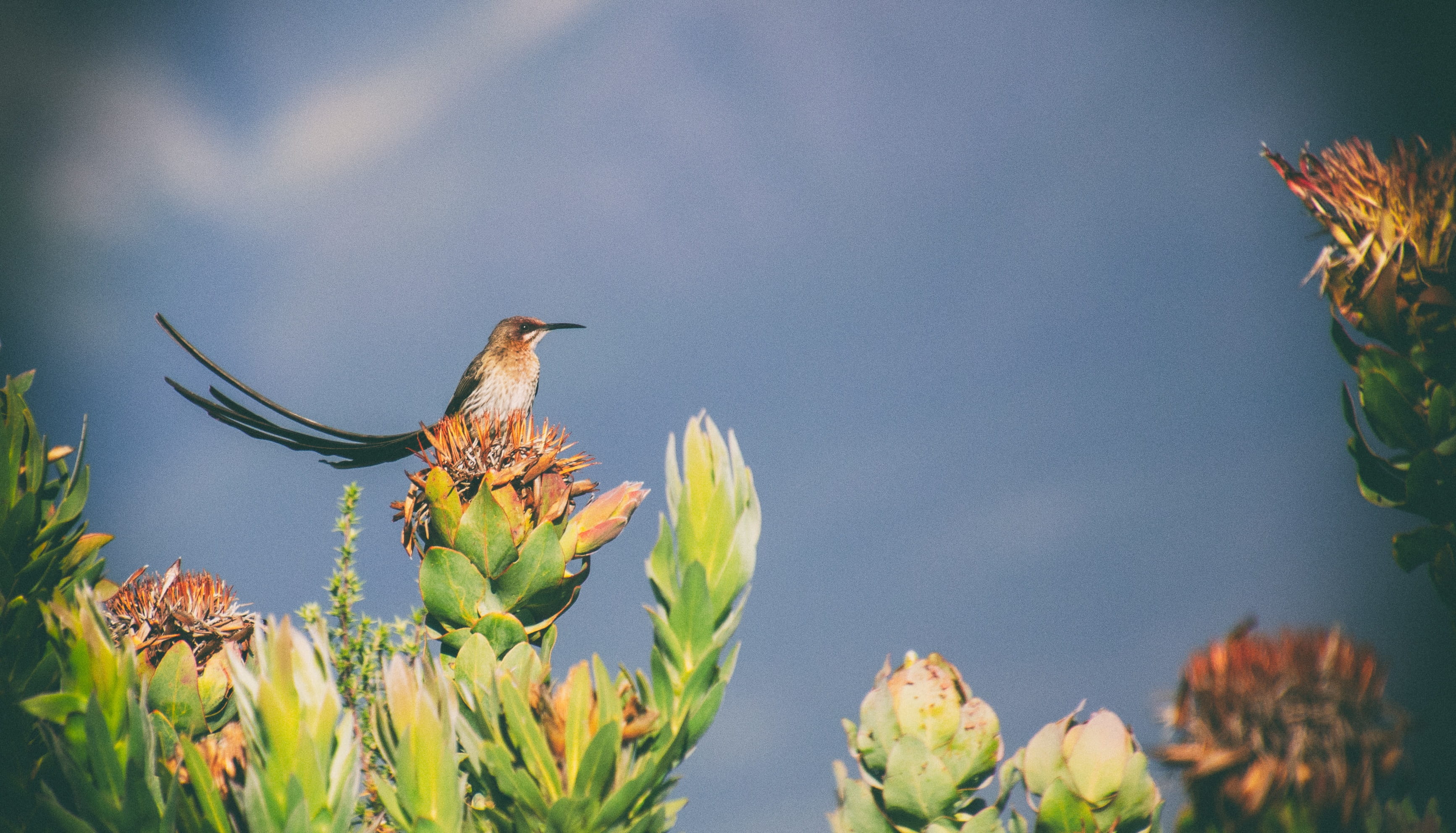 botanical, sunny, blossom, flowering plant, 2K, cape sugarbird, botany, vertebrate, animal, plant, floral, bloom, outdoors, africa, bird, no people, selective focus, HD Wallpaper