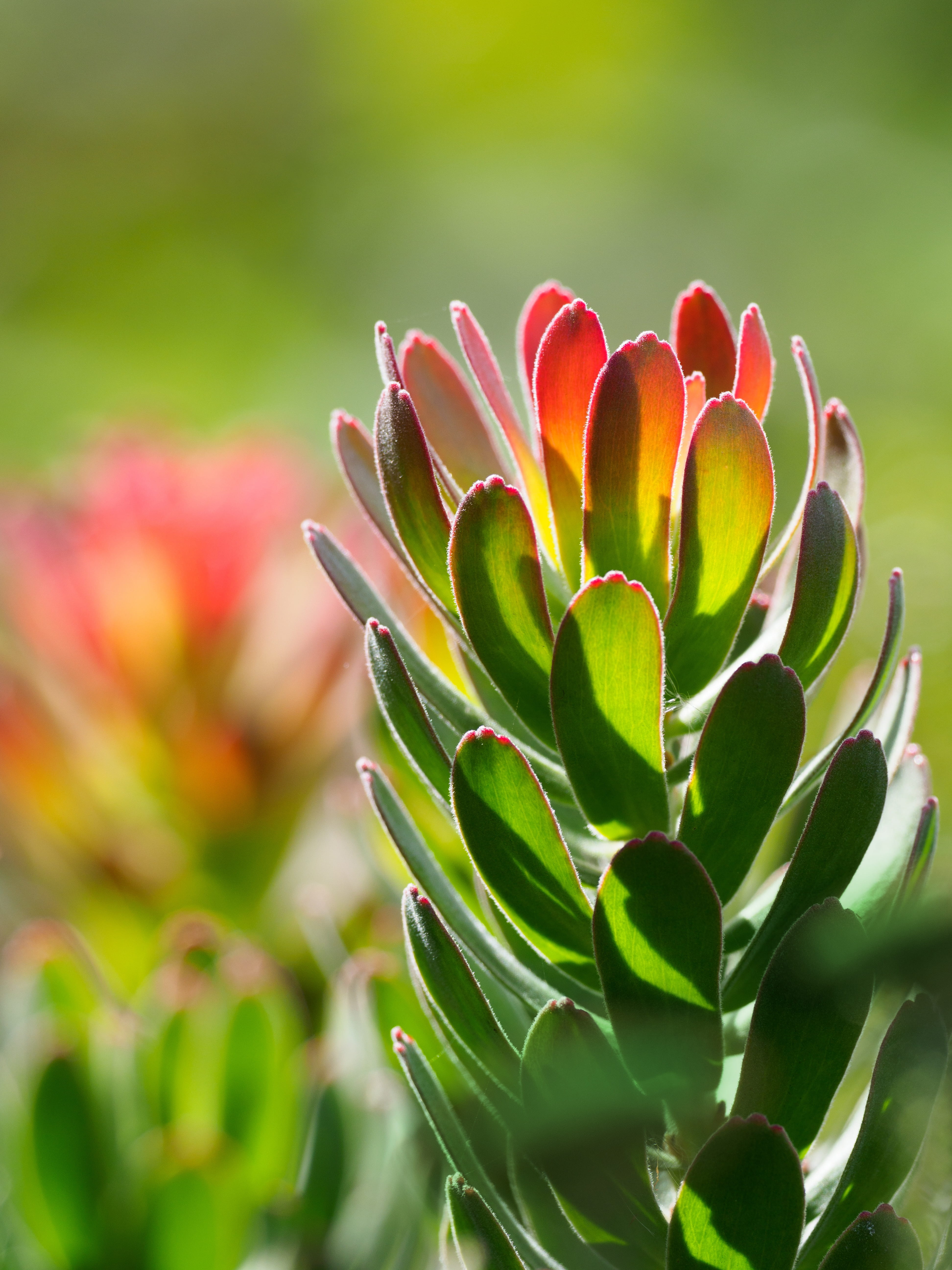 no people, flowering plant, yellow, bloom, macro, green color, growth, petal, blooming, red pagoda protea, nature, close-up, plant part, leaf, beauty in nature, Phone HD Wallpaper