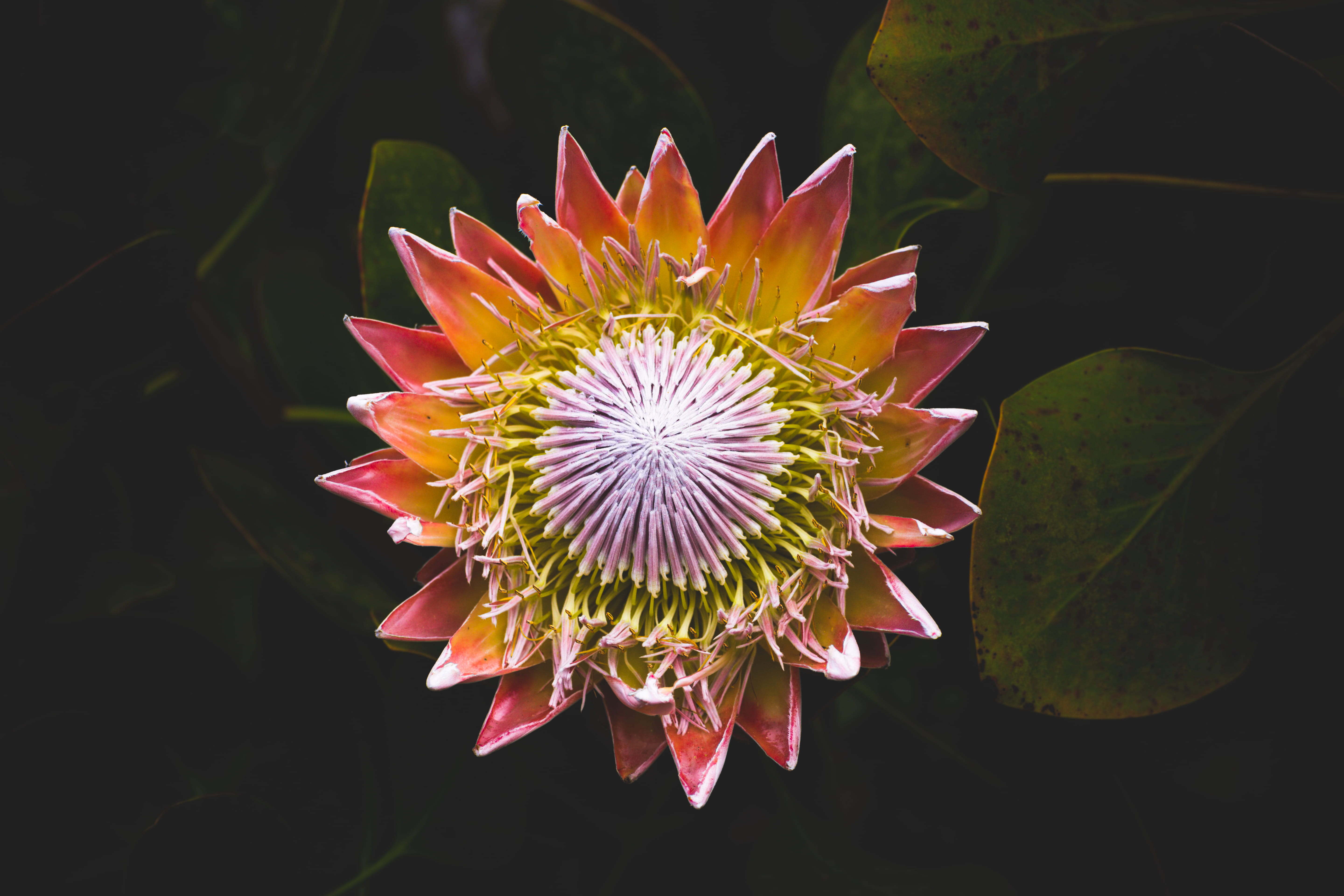 lotus water lily, single Flower, green, photo, 5K, nature, King Protea, pink, freshness, closeup, close-up, beauty in nature, plant part, plant, flora, HD Wallpaper