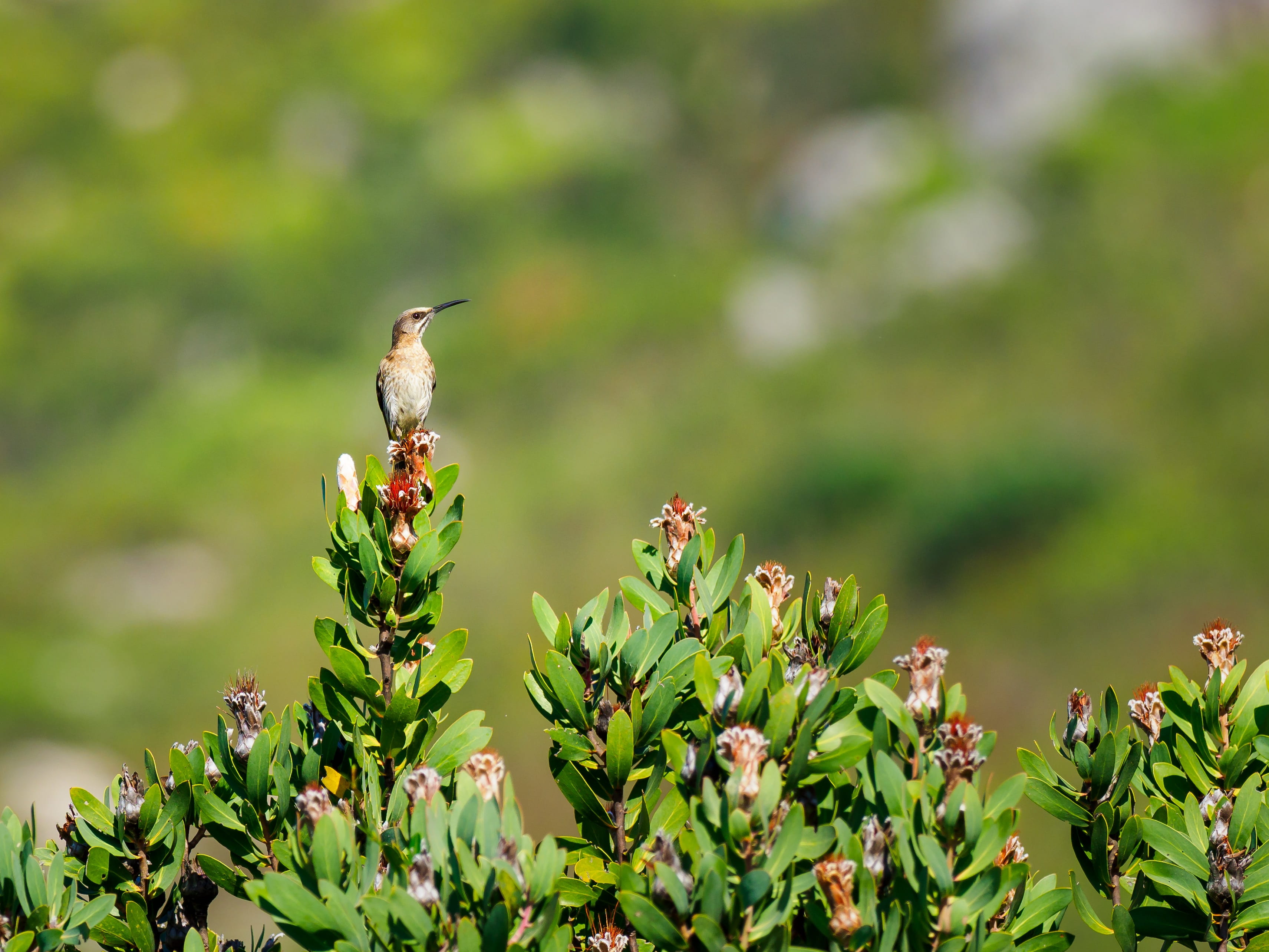 outdoors, beauty in nature, sugar bird, vertebrate, no people, plant part, yellow, leaf, selective focus, animal, animals in the wild, small, nature, perched, HD Wallpaper