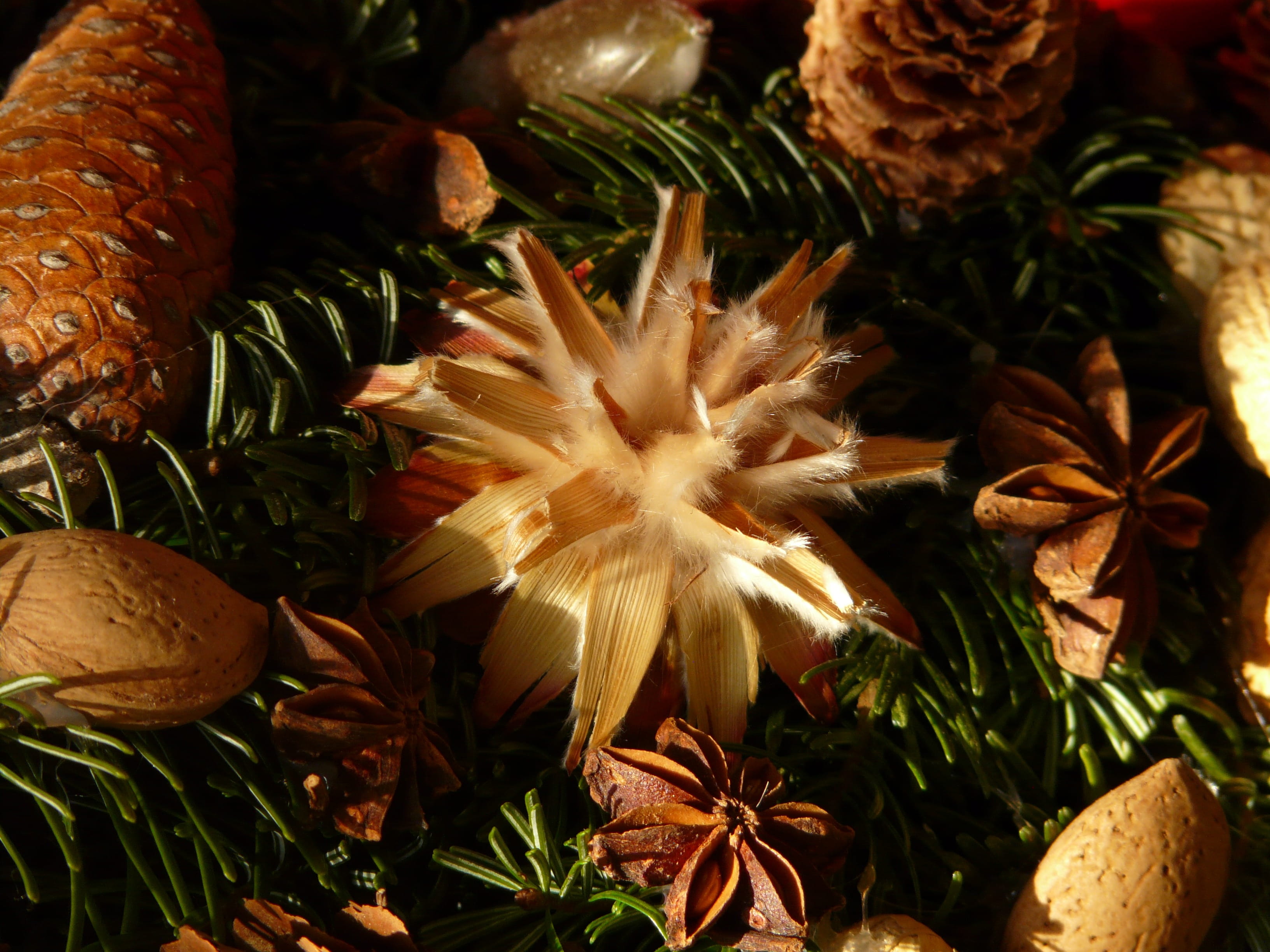 outdoors, plant part, christmas, leaf, seeds, leucospermum, day, decoration, beauty in nature, nature, christmas decoration, no people, focus on foreground, HD Wallpaper