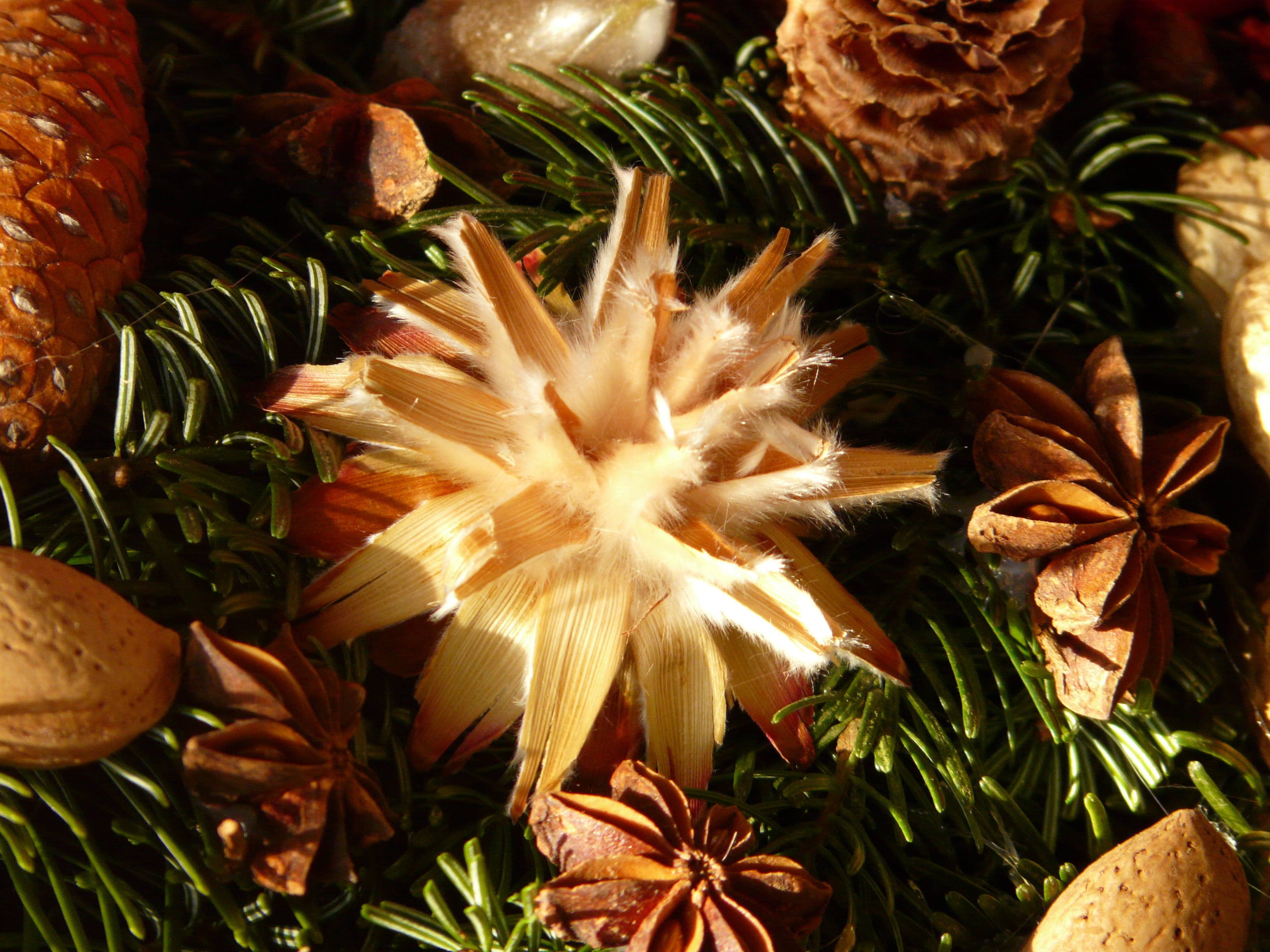 plant, outdoors, plant part, 2K, natural pattern, silver seed, ornament, celebration, close-up, advent wreath, no people, selective focus, leaf, nature, HD Wallpaper
