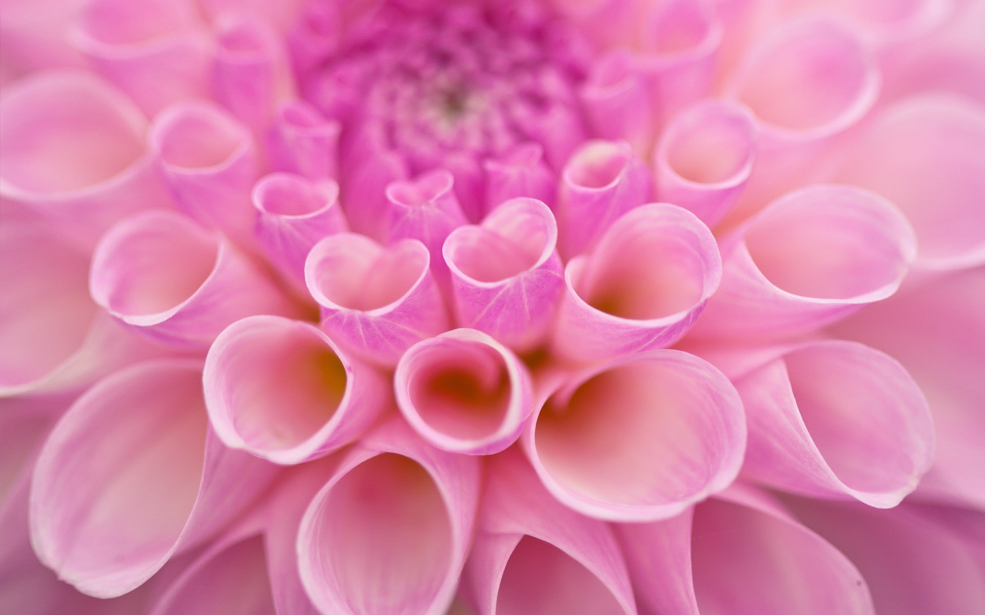 1080P, backgrounds, dahlias, studio shot, indoors, flowering plant, fragility, inflorescence, close-up, no people, plants, full frame, pink color, nature, HD Wallpaper