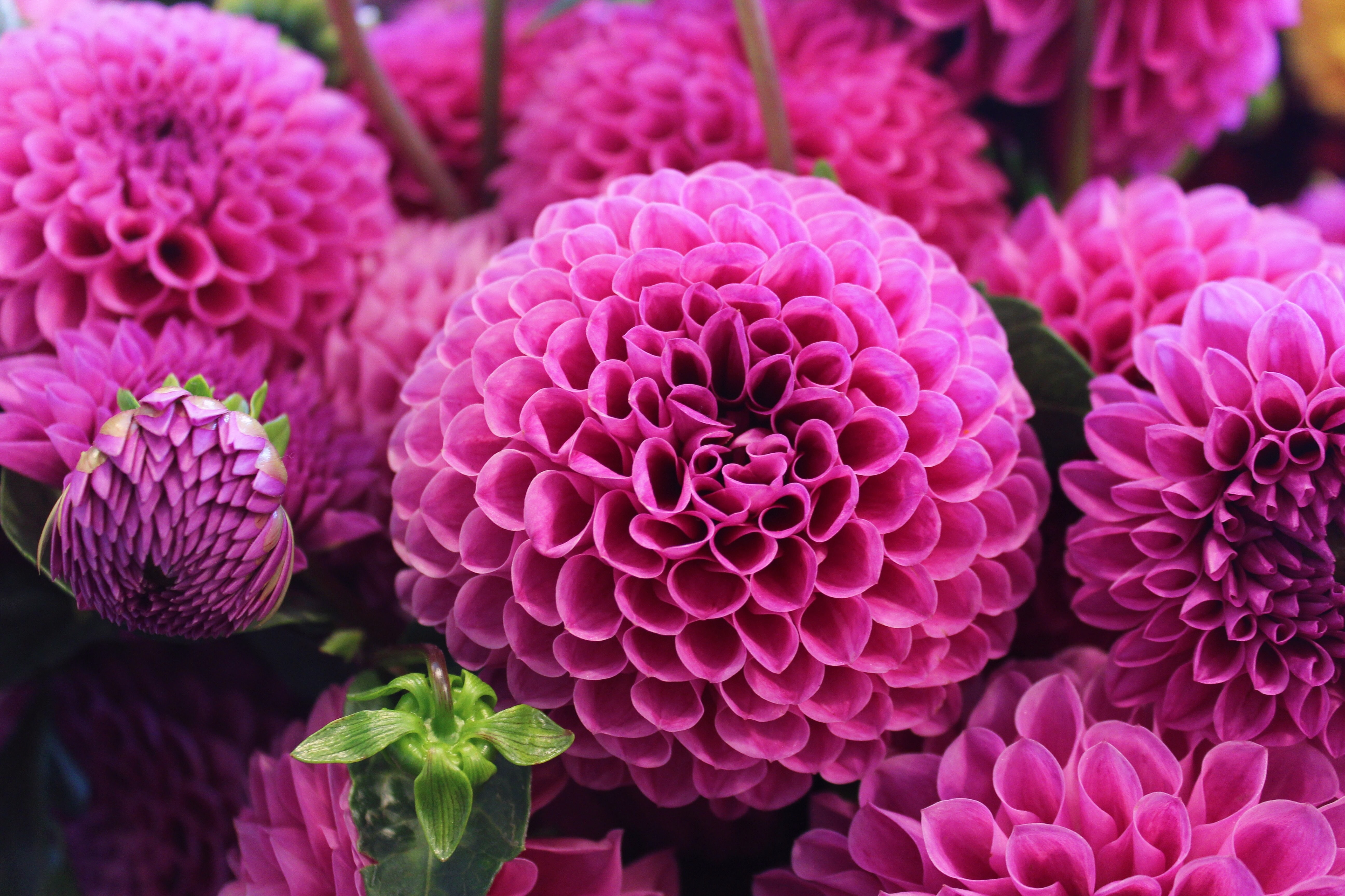 Dahlia flower, 5K, Pink Dahlia, 4K, HD Wallpaper
