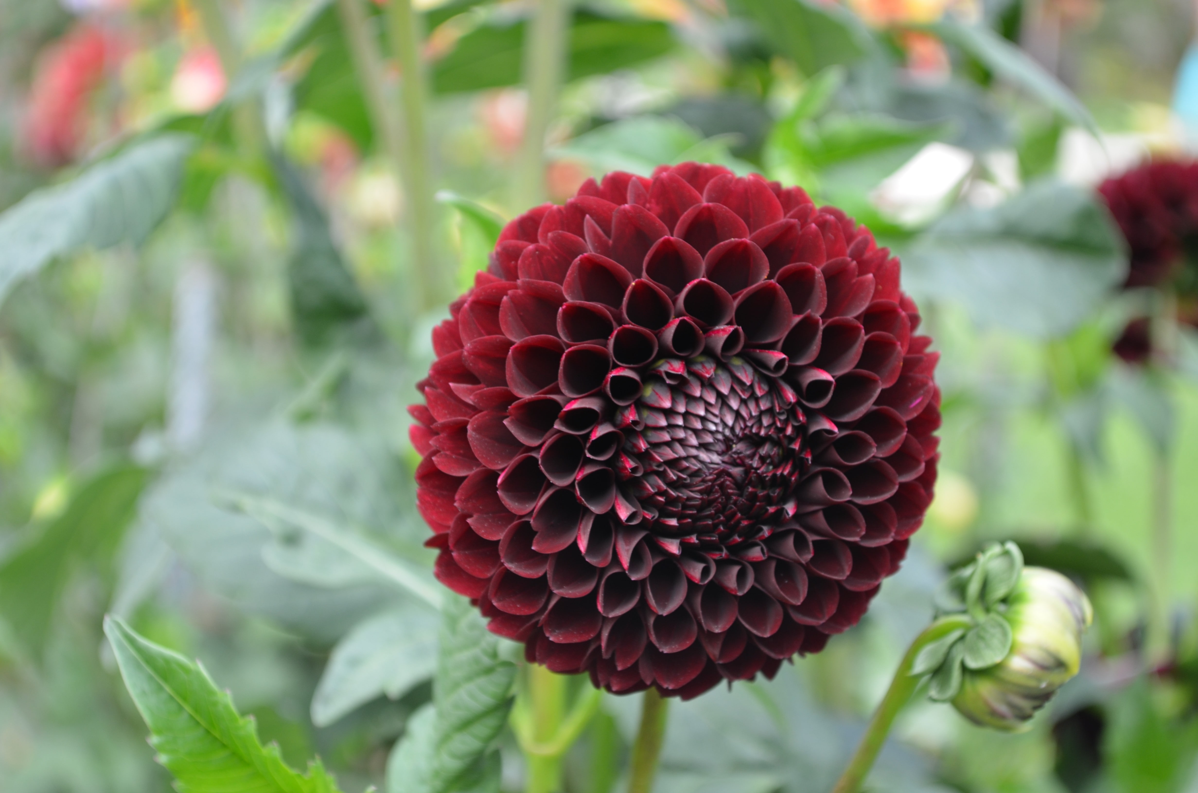 plant, outdoors, flower, green, growth, day, flower head, plant part, no people, petal, nature, vulnerability, close-up, flowers, 4K, flowering plant, HD Wallpaper