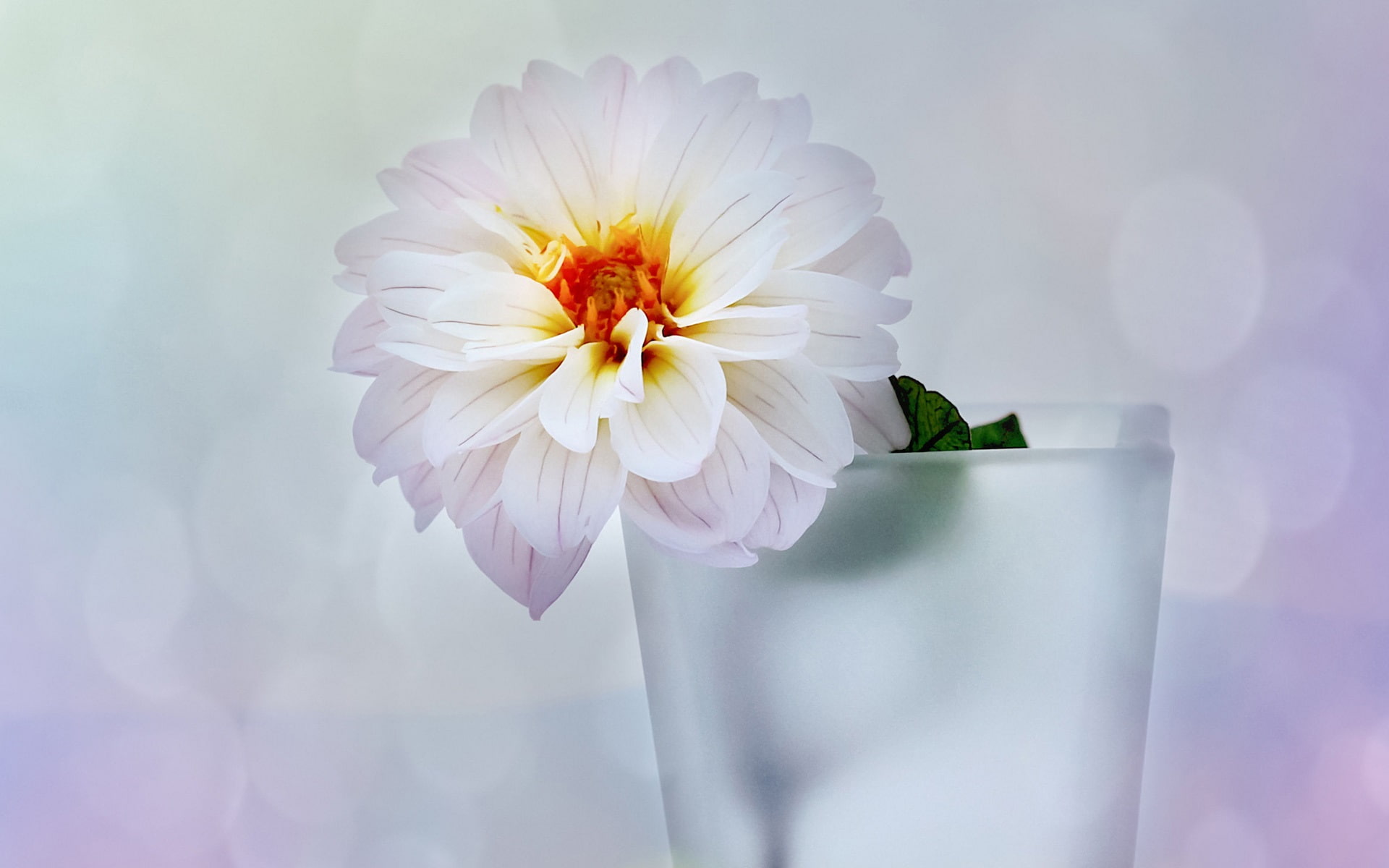 Dahlia, Style, multi, White, petaled, Vase, Flower, 1080P, HD Wallpaper