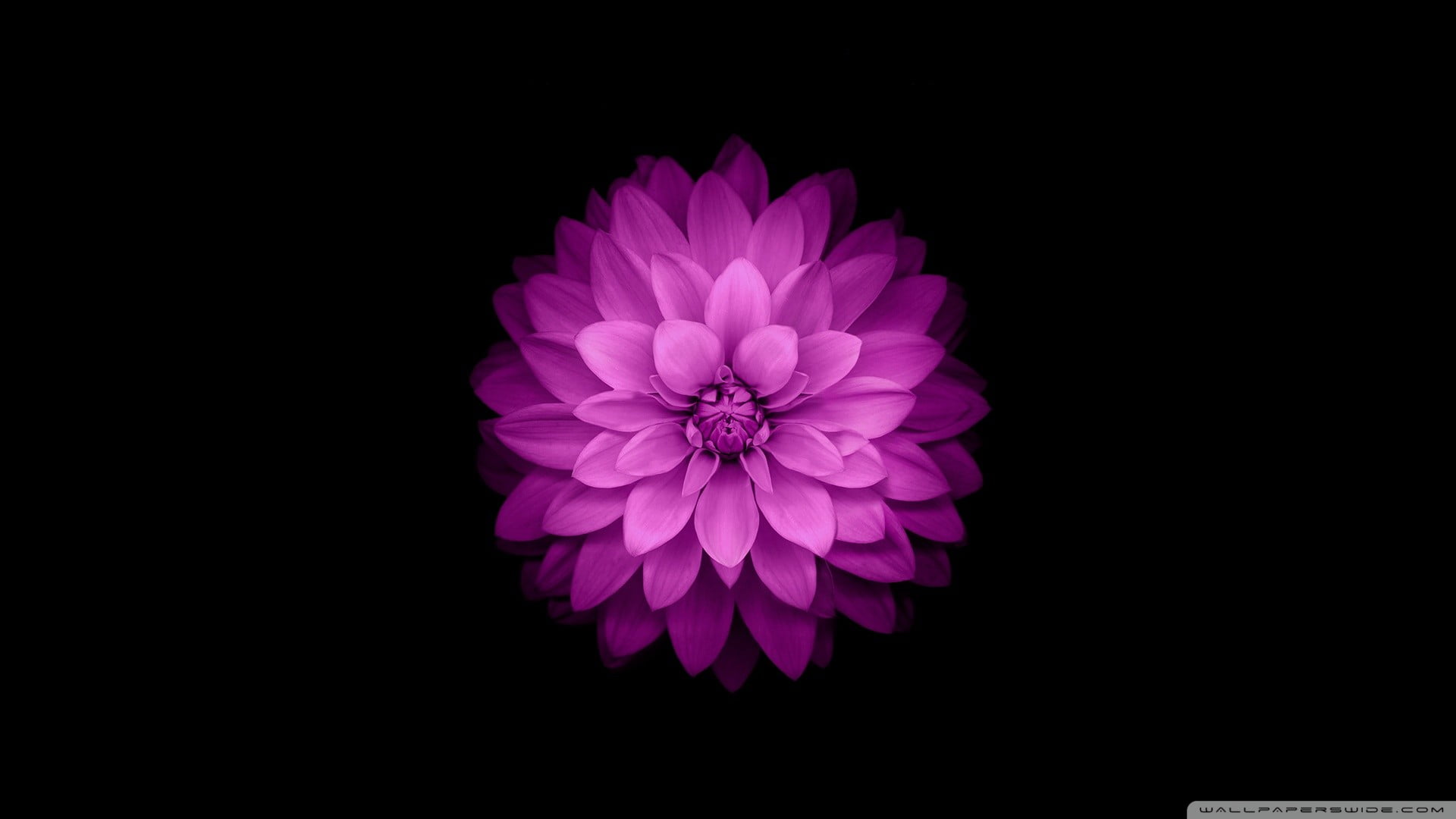 inflorescence, petal, black background, flower head, vulnerability, dahlia, no people, iOS, appel, 1080P, freshness, indoors, pink, purple, growth, nature, HD Wallpaper
