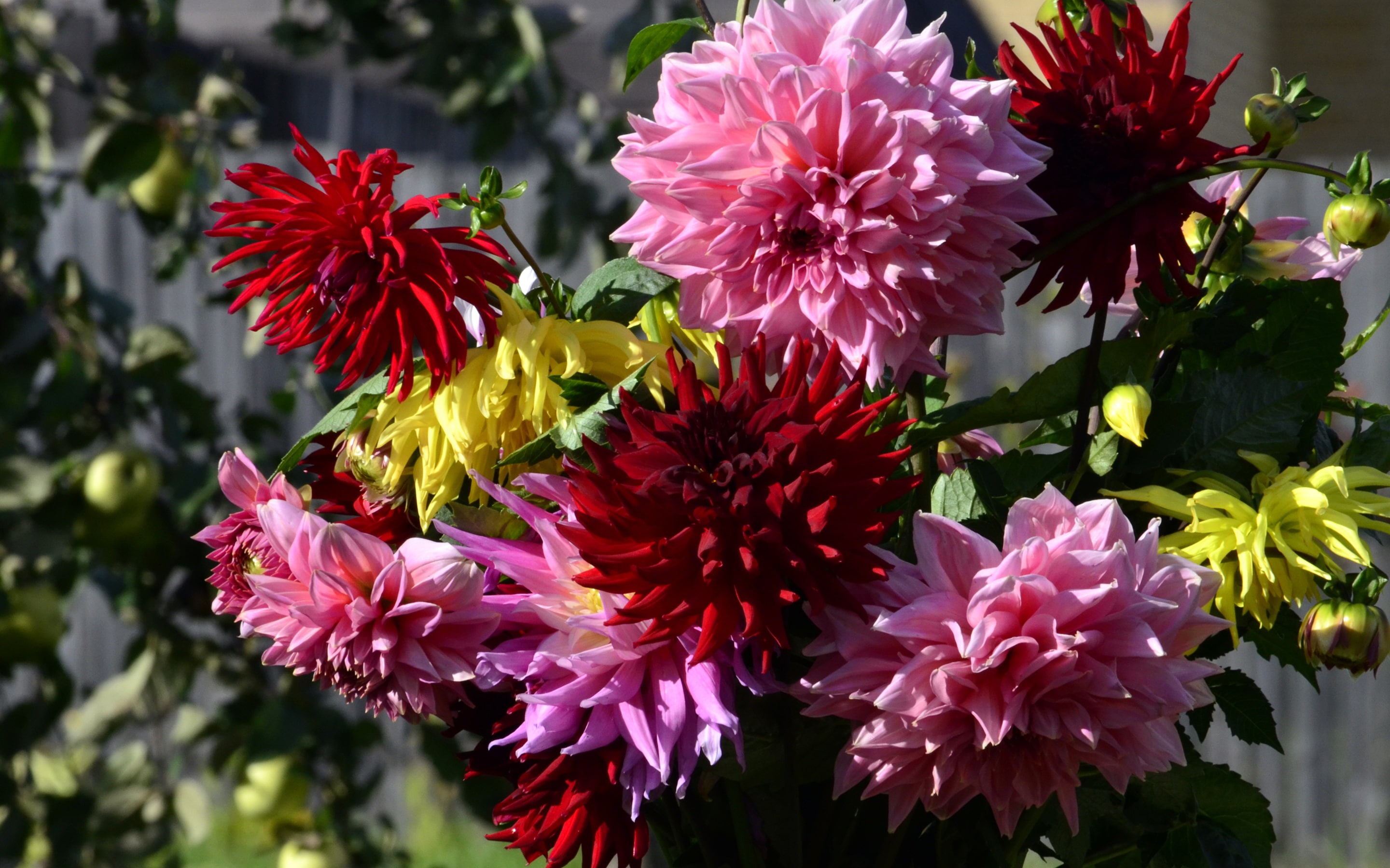 Red, Flowers, Pink, Dahlias, 2K, HD Wallpaper