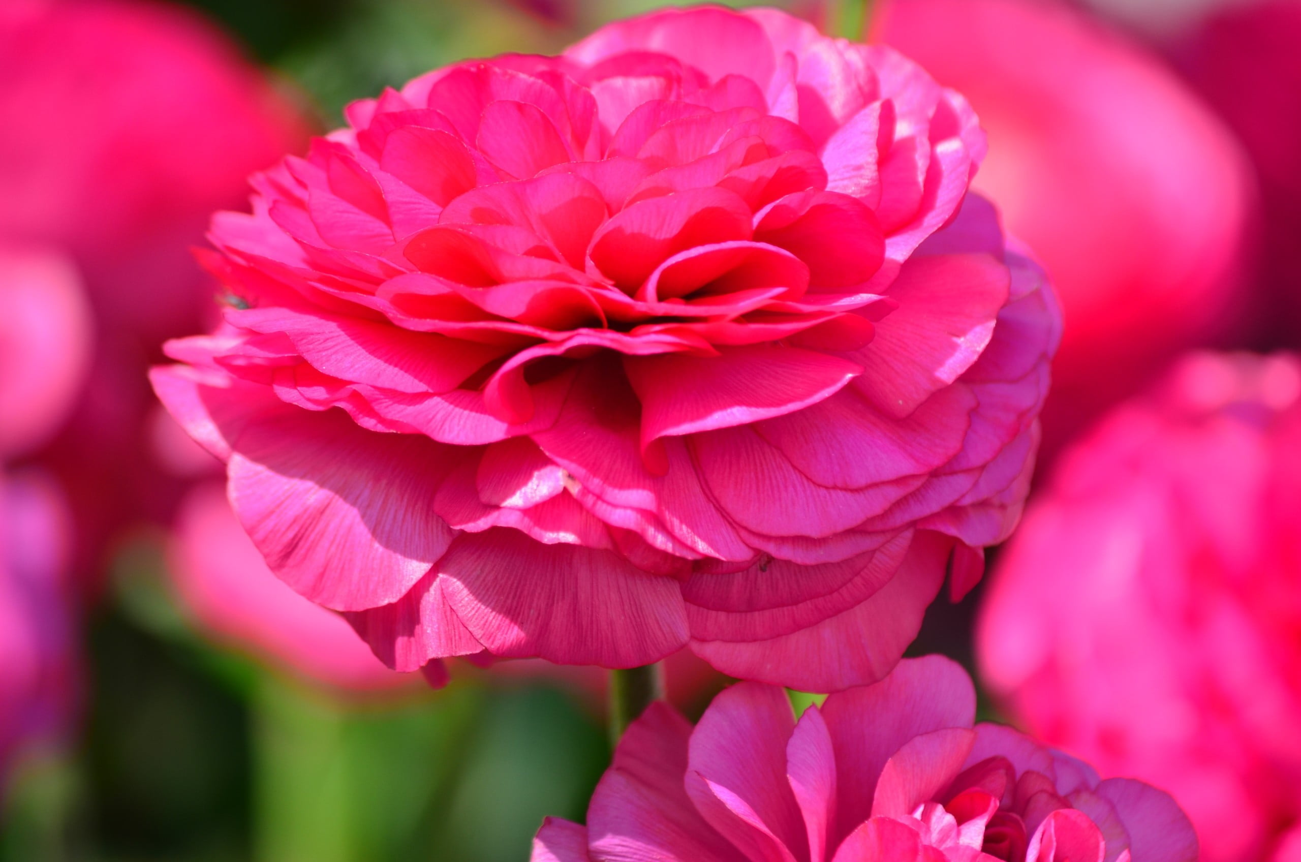 inflorescence, selective focus, petal, fragility, vulnerability, park, plant, dahlia, 2K, flowers, pink flowers, day, flower head, focus on foreground, HD Wallpaper