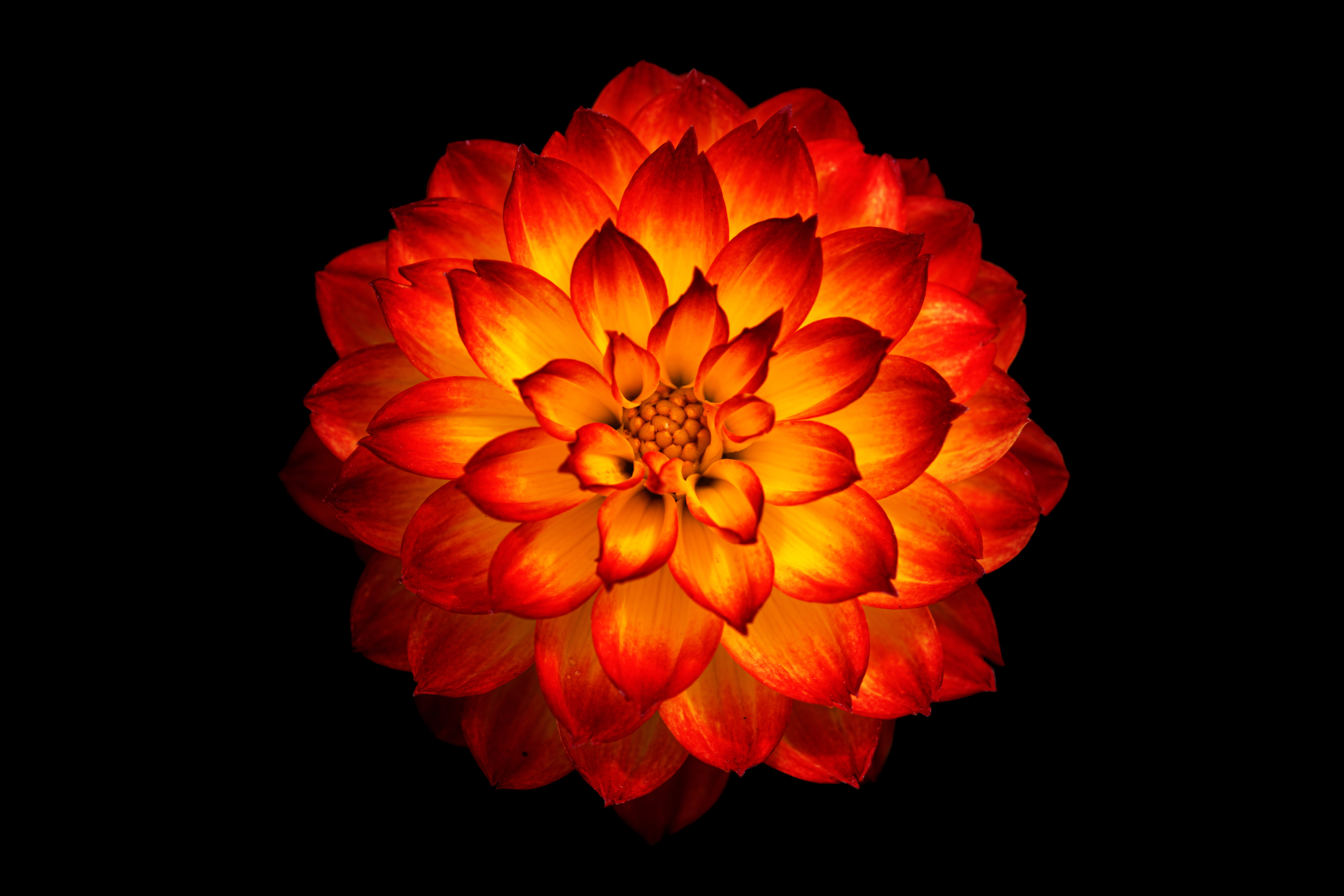 nature, yellow, inflorescence, closeup, petal, red, dahlia, studio shot, flowering plant, 8K, black background, close-up, orange color, no people, bloom, HD Wallpaper
