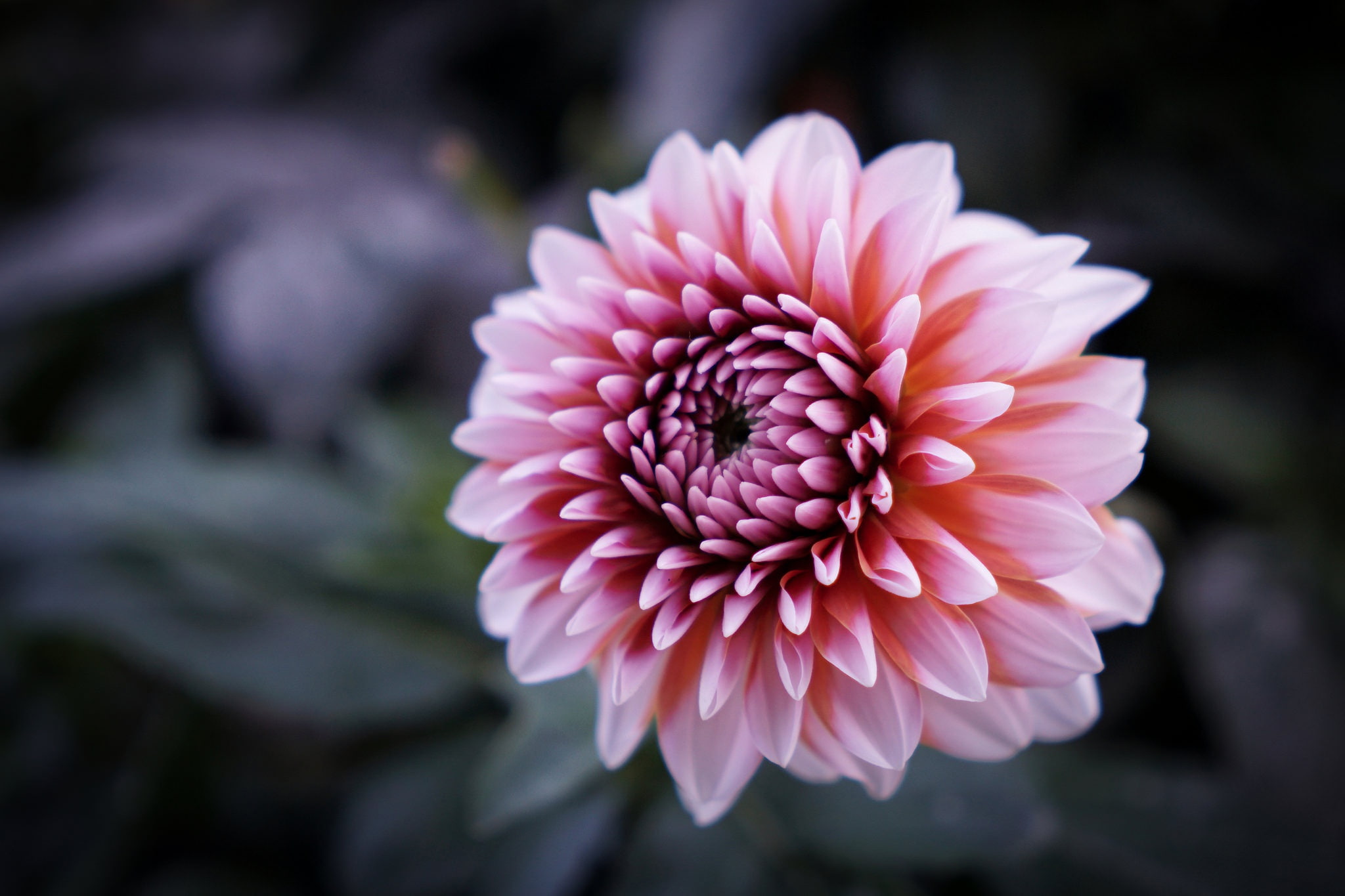 flowers, flower head, flowering plant, 1080P, focus on foreground, plant, petal, freshness, flower, dahlia, beauty in nature, fragility, nature, inflorescence, HD Wallpaper