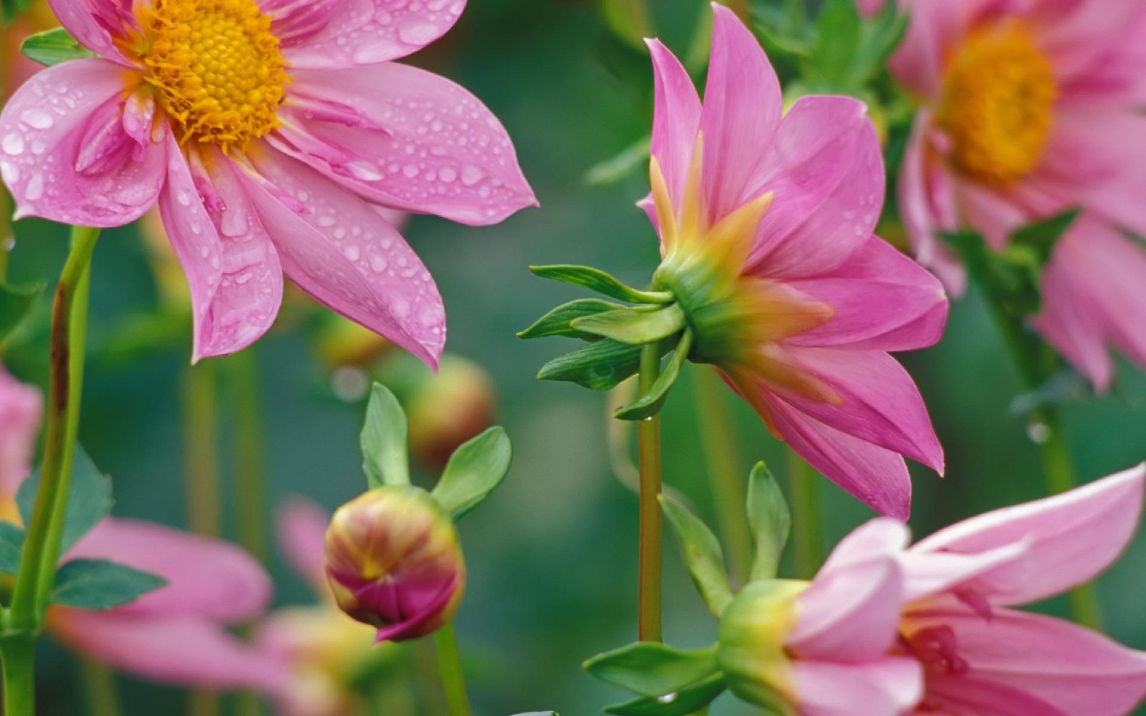 glow, pink, dahlias, hd, flowers, 4K, moon, HD Wallpaper
