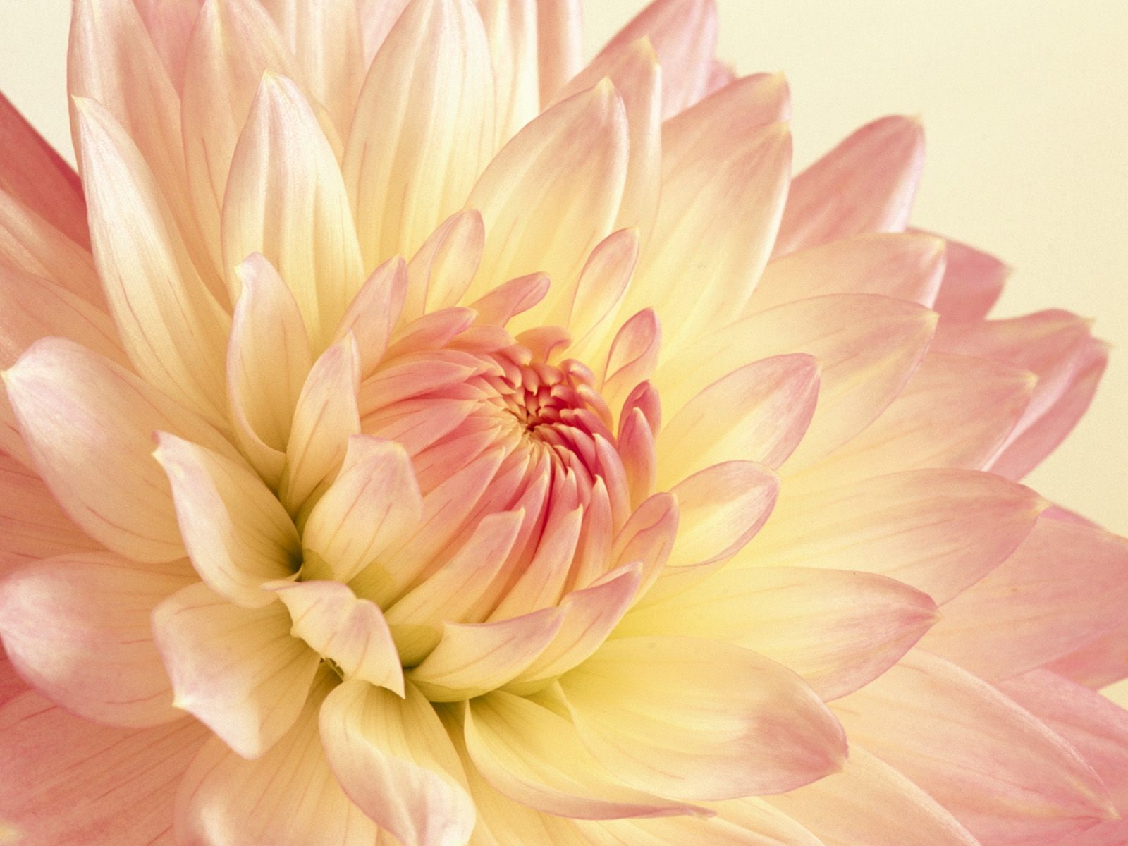pale, flower, hd, yellow, 720P, dahlia, flowers, and, pink, HD Wallpaper