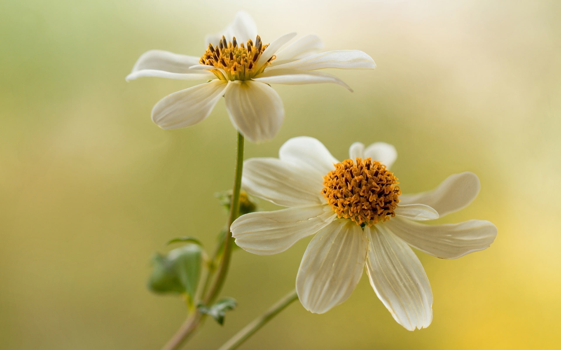 Flowers, White, 1080P, Dahlias, HD Wallpaper