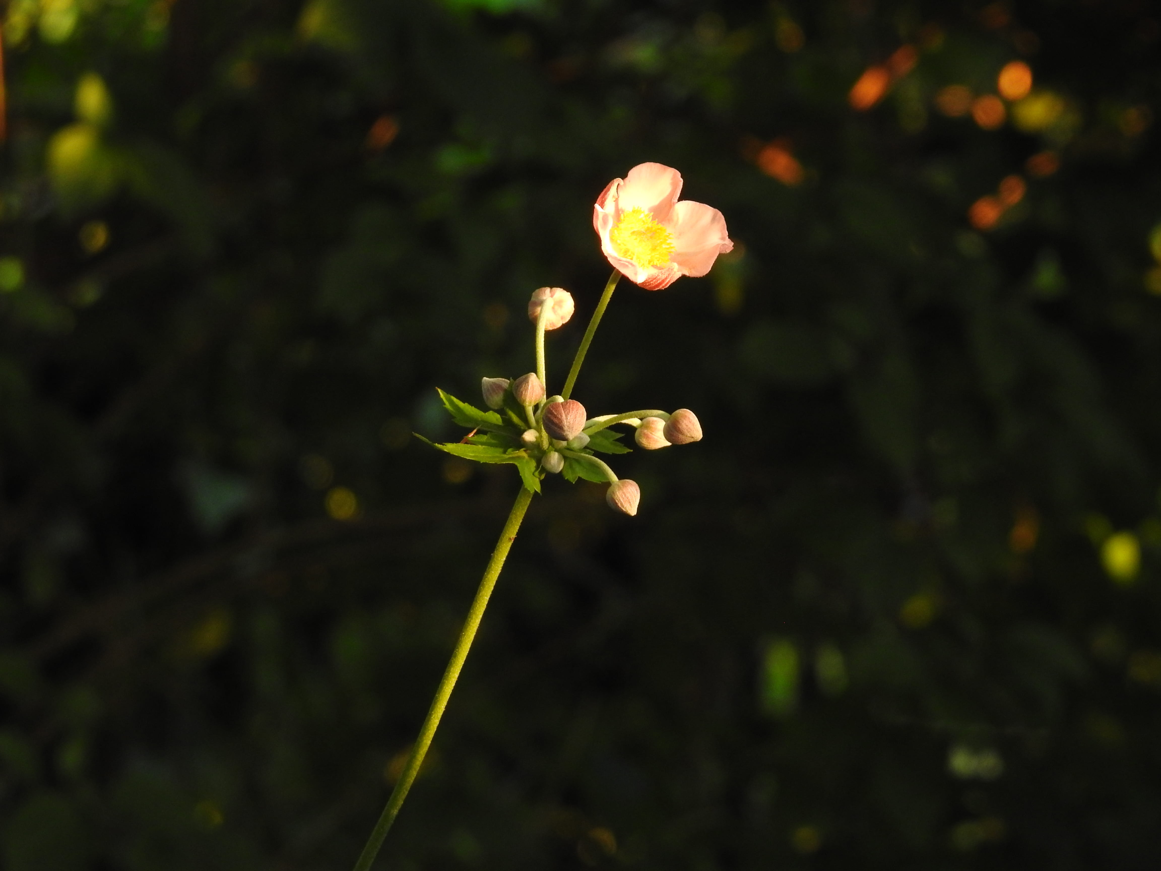 growing, vulnerability, flower, united states, outdoors, beauty in nature, focus on foreground, day, flowering plant, inflorescence, beginnings, freshness, HD Wallpaper