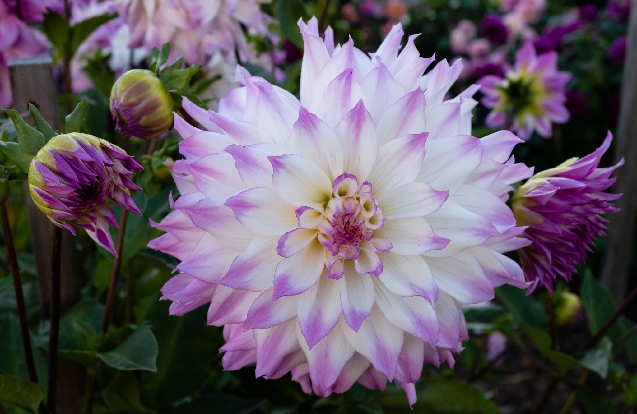 beauty in nature, vulnerability, softness, nature, fragility, lilac, plant, flower, dahlia, plants, no people, petal, inflorescence, flower head, flowers, HD Wallpaper