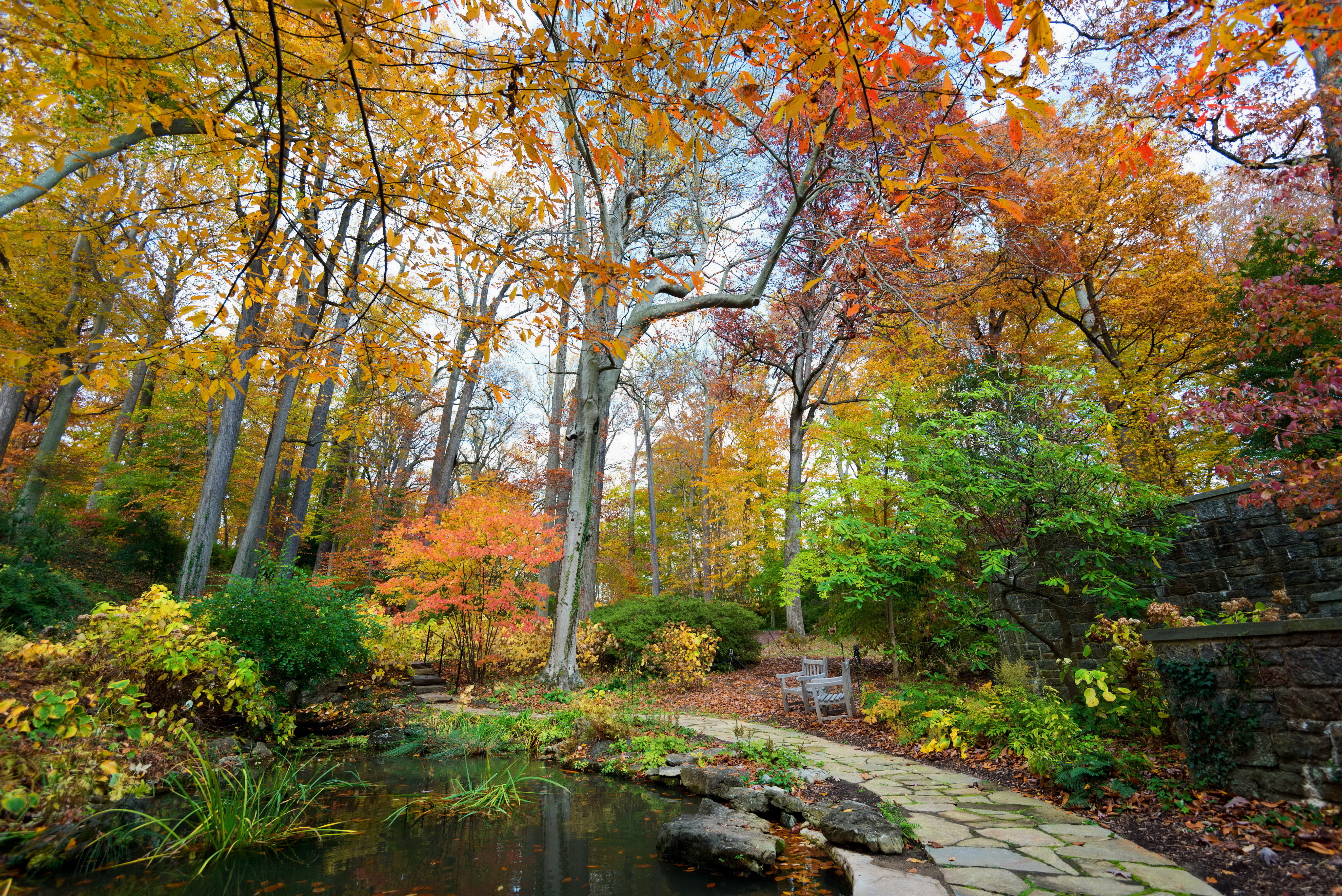 forest, change, outdoors, land, day, water, woodland, photo, tree, plant, pond, tranquil scene, Park, 5K, flowing water, tranquility, beauty in nature, HD Wallpaper