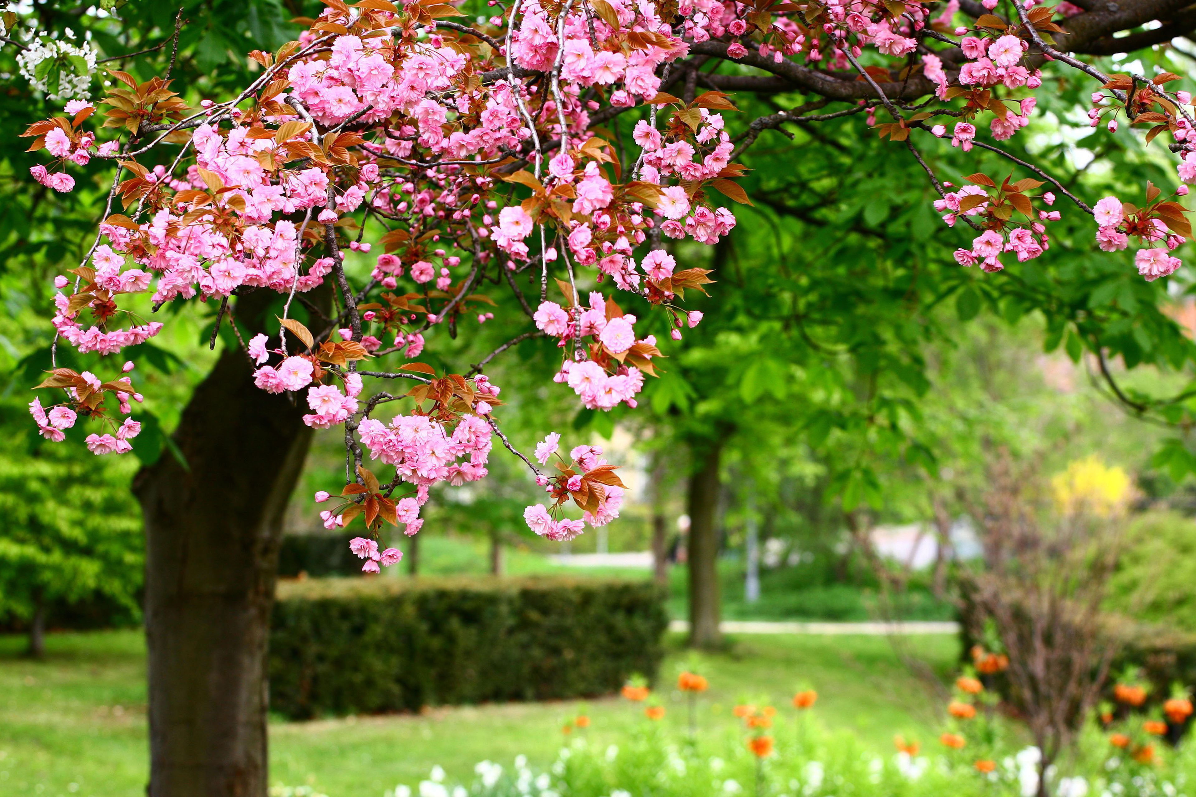 flower, 8k, garden, 4k, 4K, blossoms, HD Wallpaper