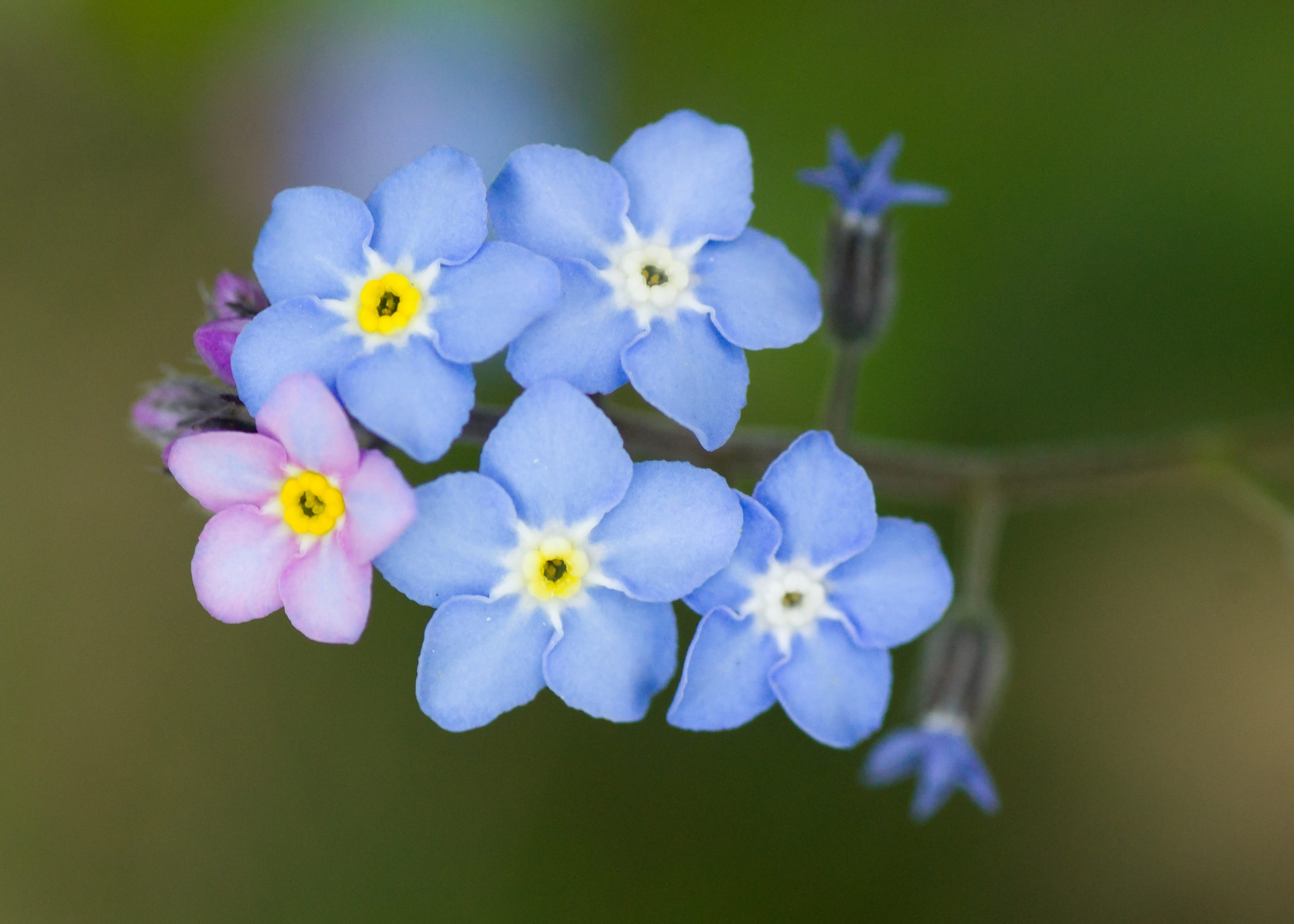 bunch of flowers, close-up, nature, outdoors, flower head, fragility, inflorescence, beauty in nature, day, plant, flowering plant, focus on foreground, HD Wallpaper
