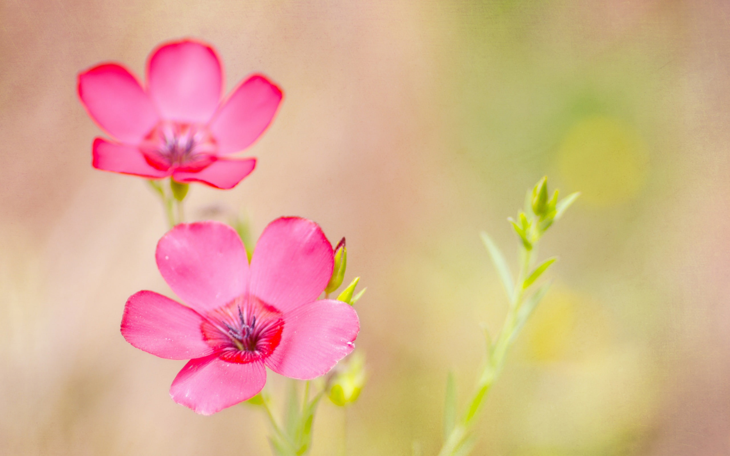 hd, growth, close-up, dream, green color, flowering plant, 2K, fragility, nature, plant, photography, beauty in nature, inflorescence, pink, flower head, HD Wallpaper