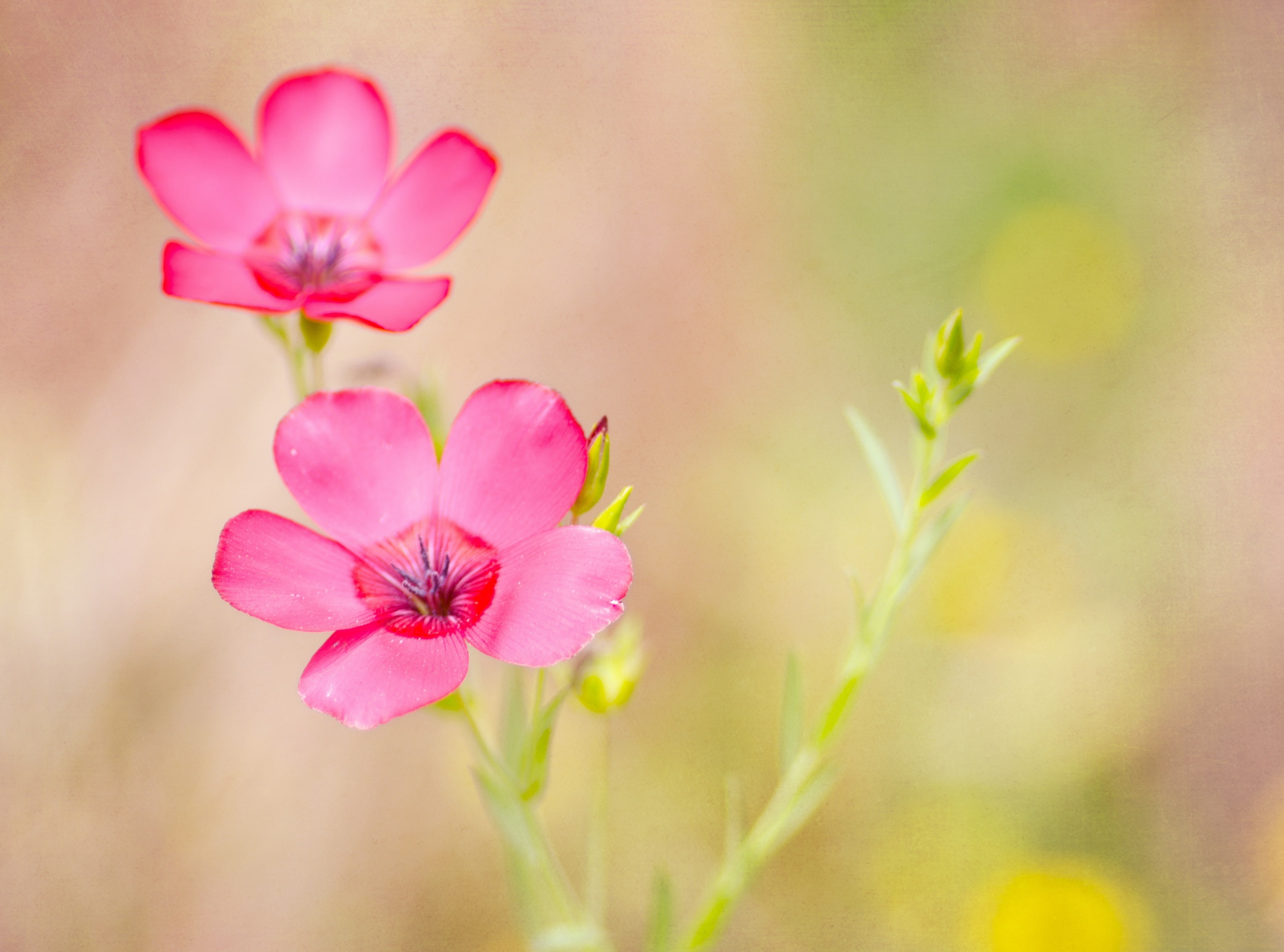 2K, outdoors, flower head, joelolivescom, pink color, pollen, freshness, growth, nature, flower, focus on foreground, two, dare, petal, beauty in nature, HD Wallpaper