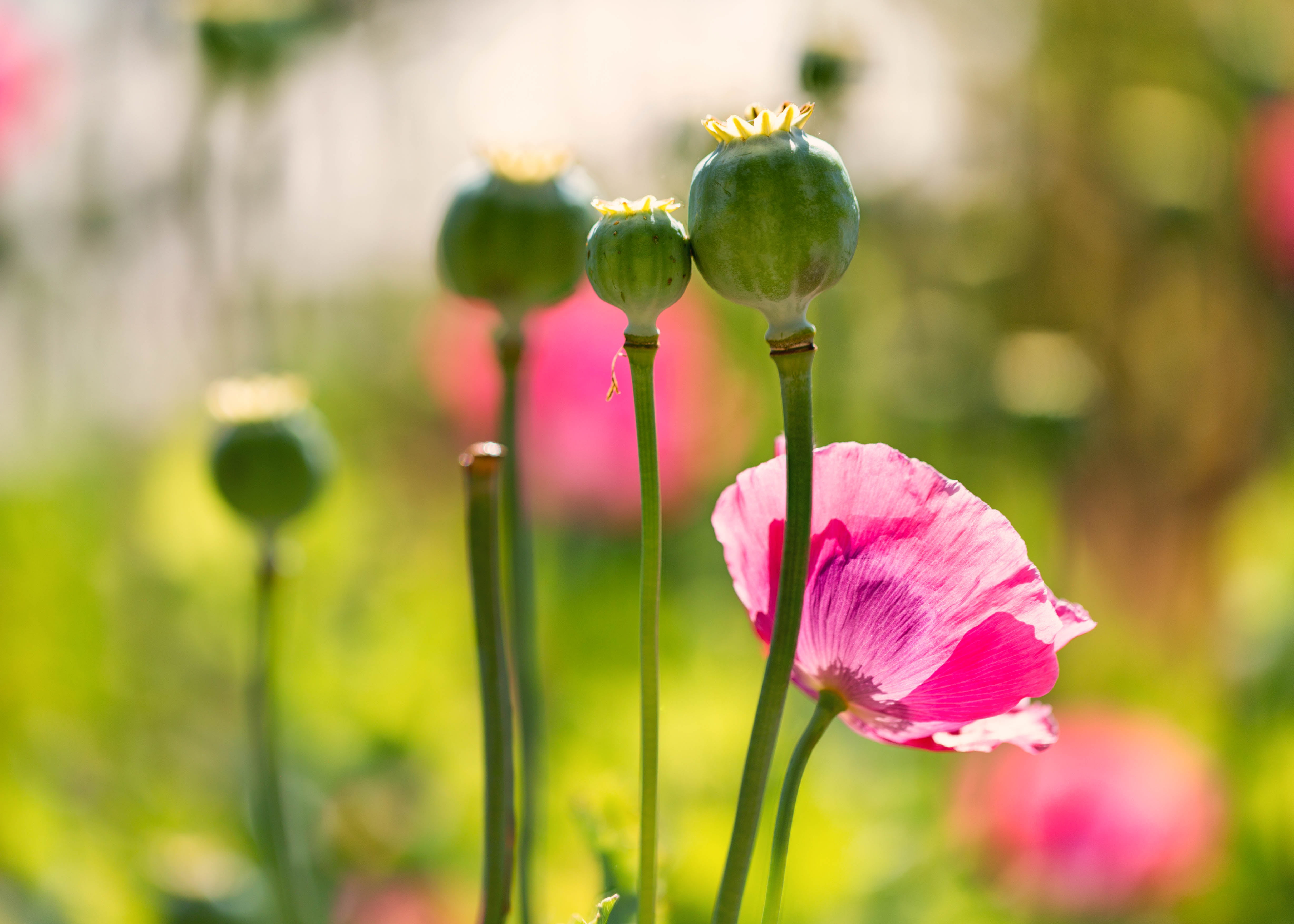 plant, green Color, flower  flower, petaled, flowers, flower Head, pink, macro, summer, 4K, photo, closeup, Holdout, Last, close-up, Denver Botanic Gardens, HD Wallpaper