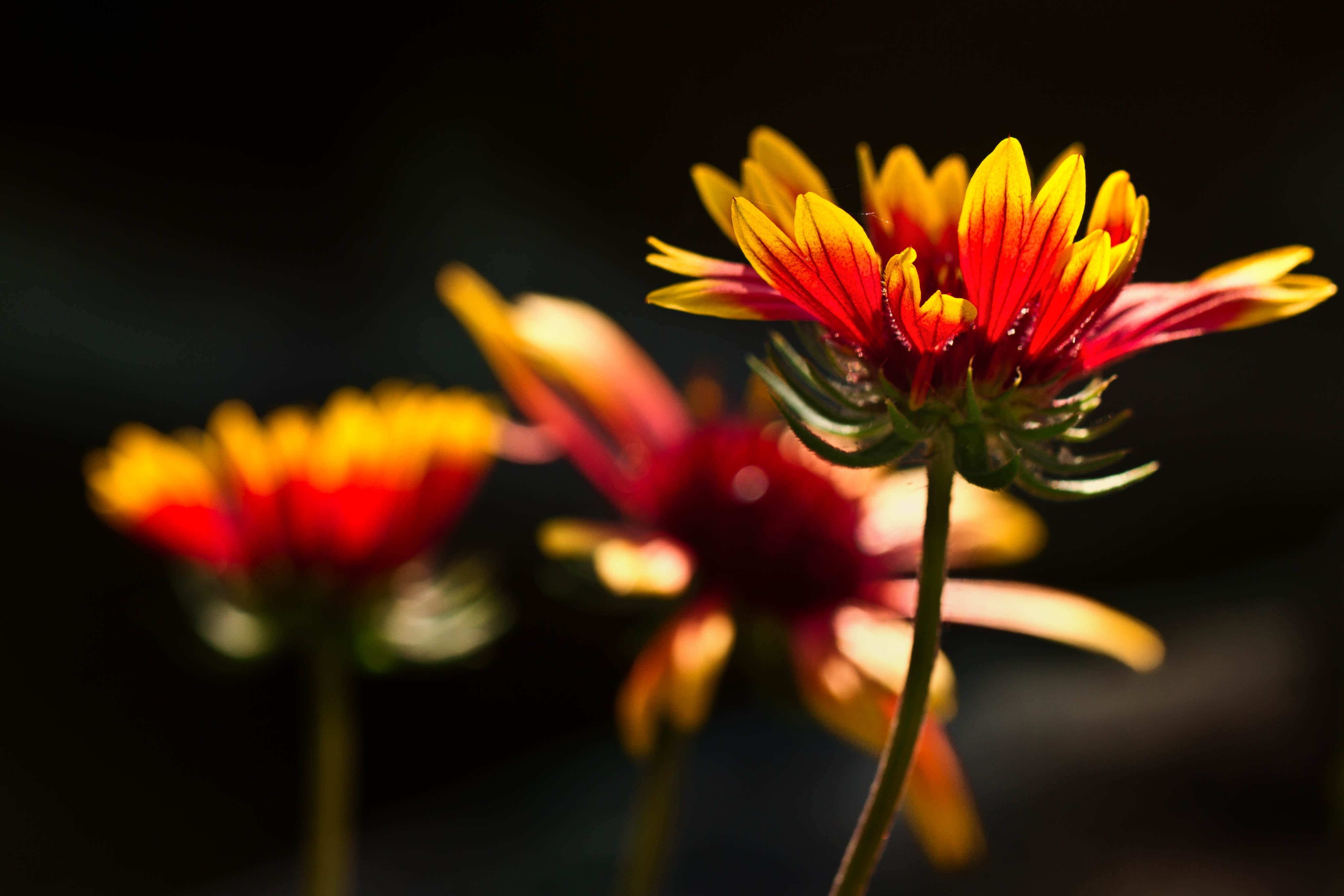 beauty In Nature, selective, close-up, floral, macro, selective focus, backlighting, photography, flowers, flower, summer, backlit, petal, nature, Colorado, HD Wallpaper