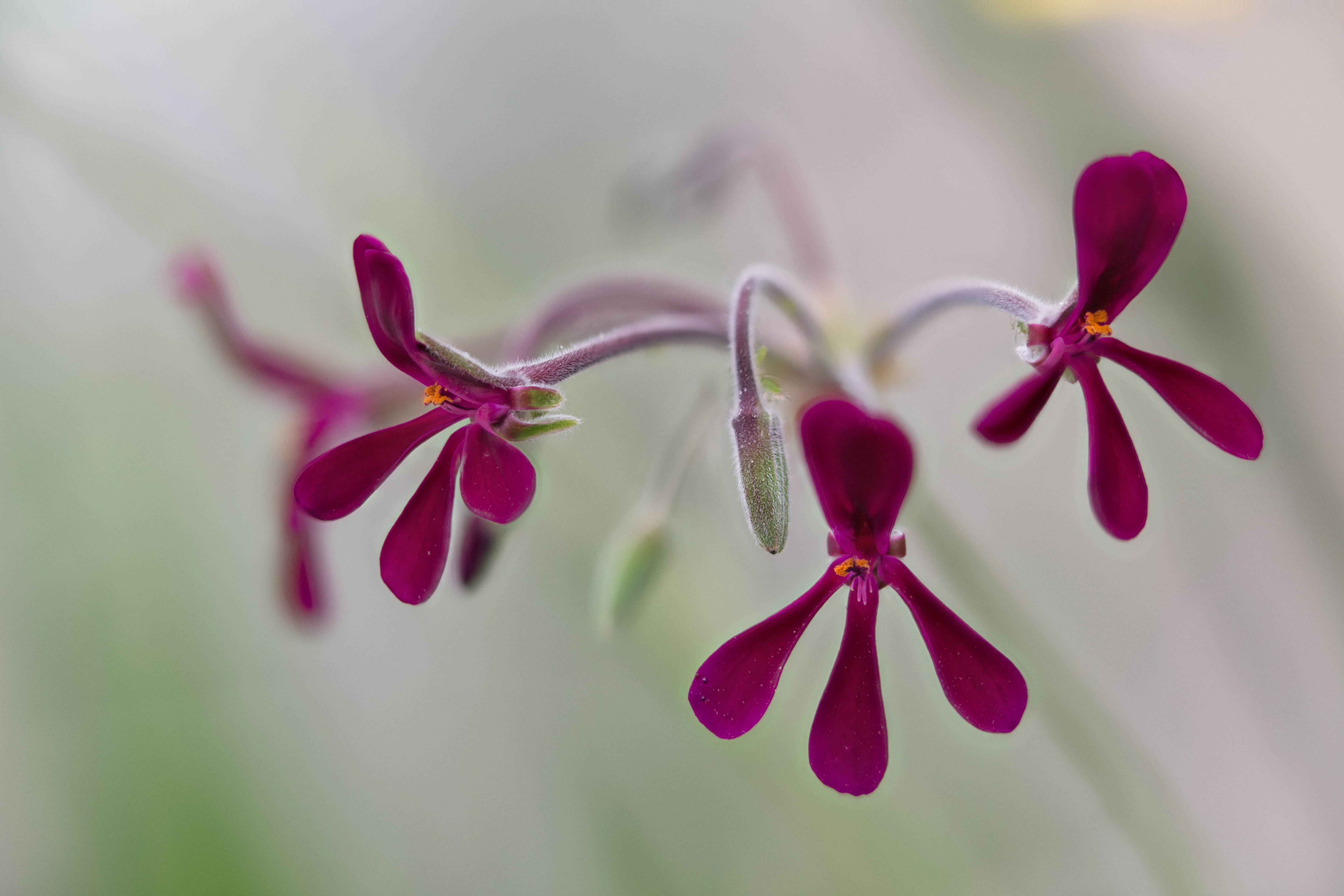 purple, Denver Botanic Gardens, 5K, flowers, close-up, petaled, focus, Colorado, close, indoor, Delicate, Stacker, close up, photo, flower Head, floral, HD Wallpaper