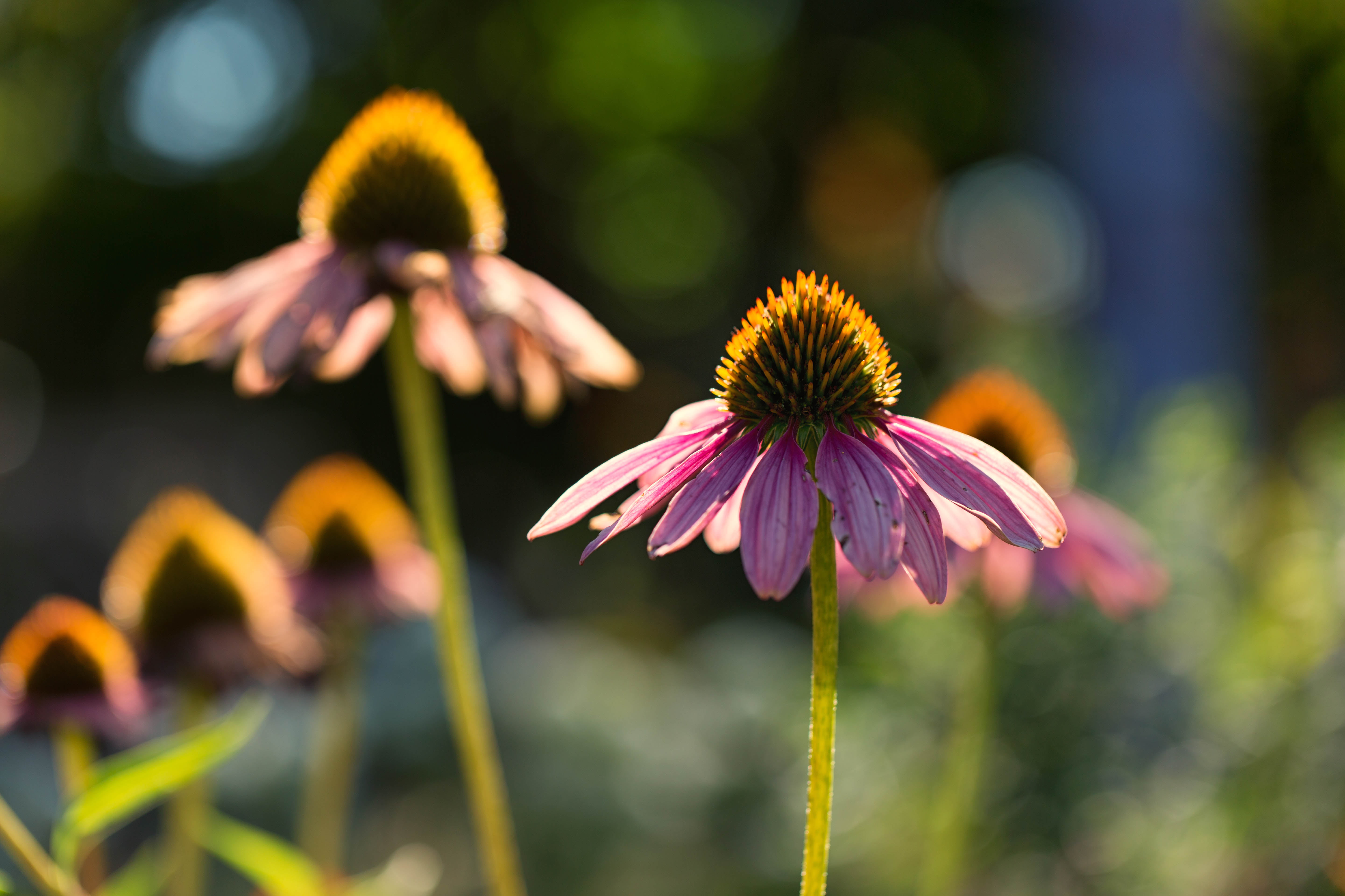 close-up, echinacea, Denver Botanic Gardens, summer, 5K, pink, flowers, purple, nature, floral, photography, selective, daytime, selective focus, Colorado, HD Wallpaper