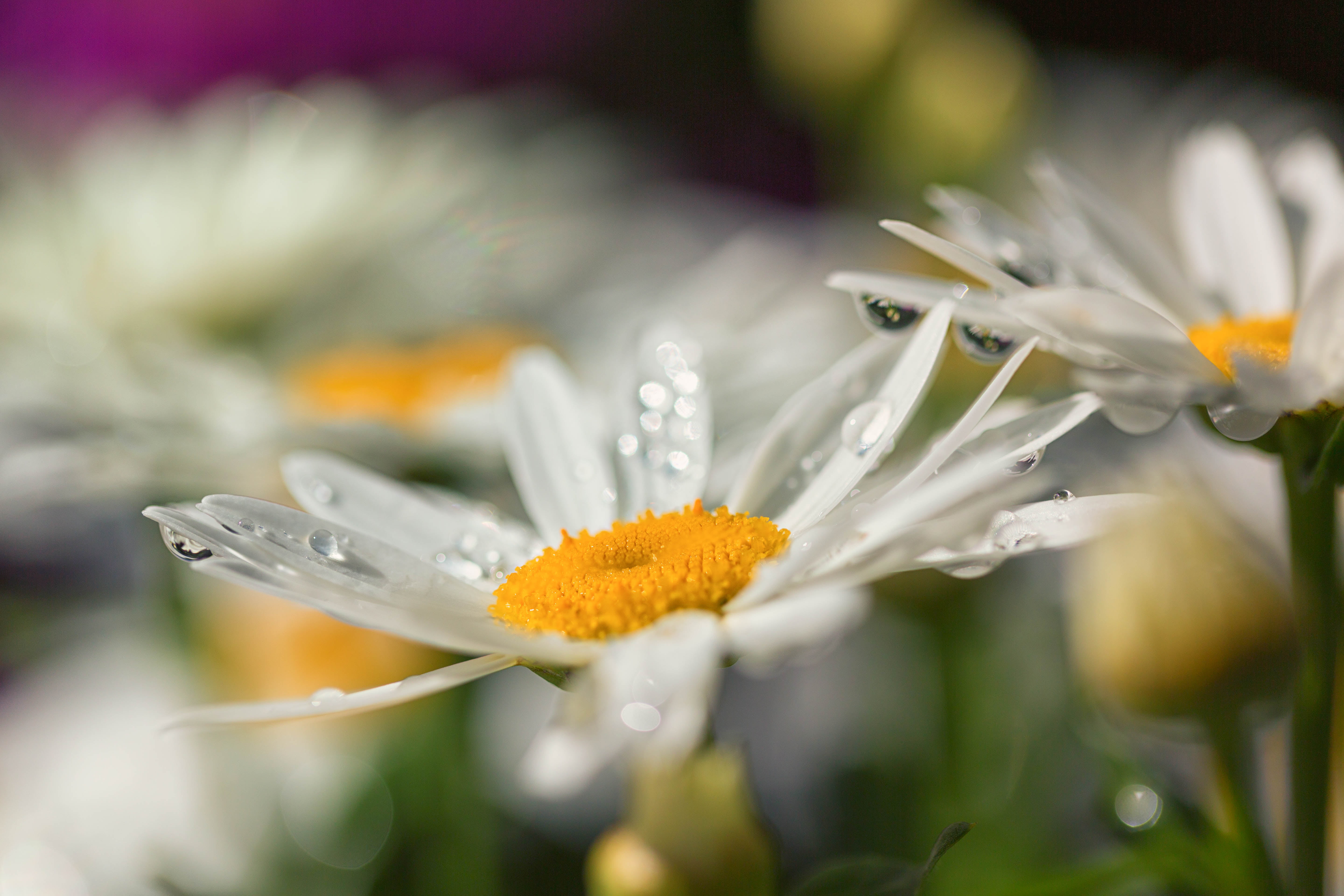 daisy, Colorado, Daisies, flower, summer, Denver Botanic Gardens, shot, petal, close-up, water droplets, refraction, plant, springtime, 5K, closeup, drops, HD Wallpaper