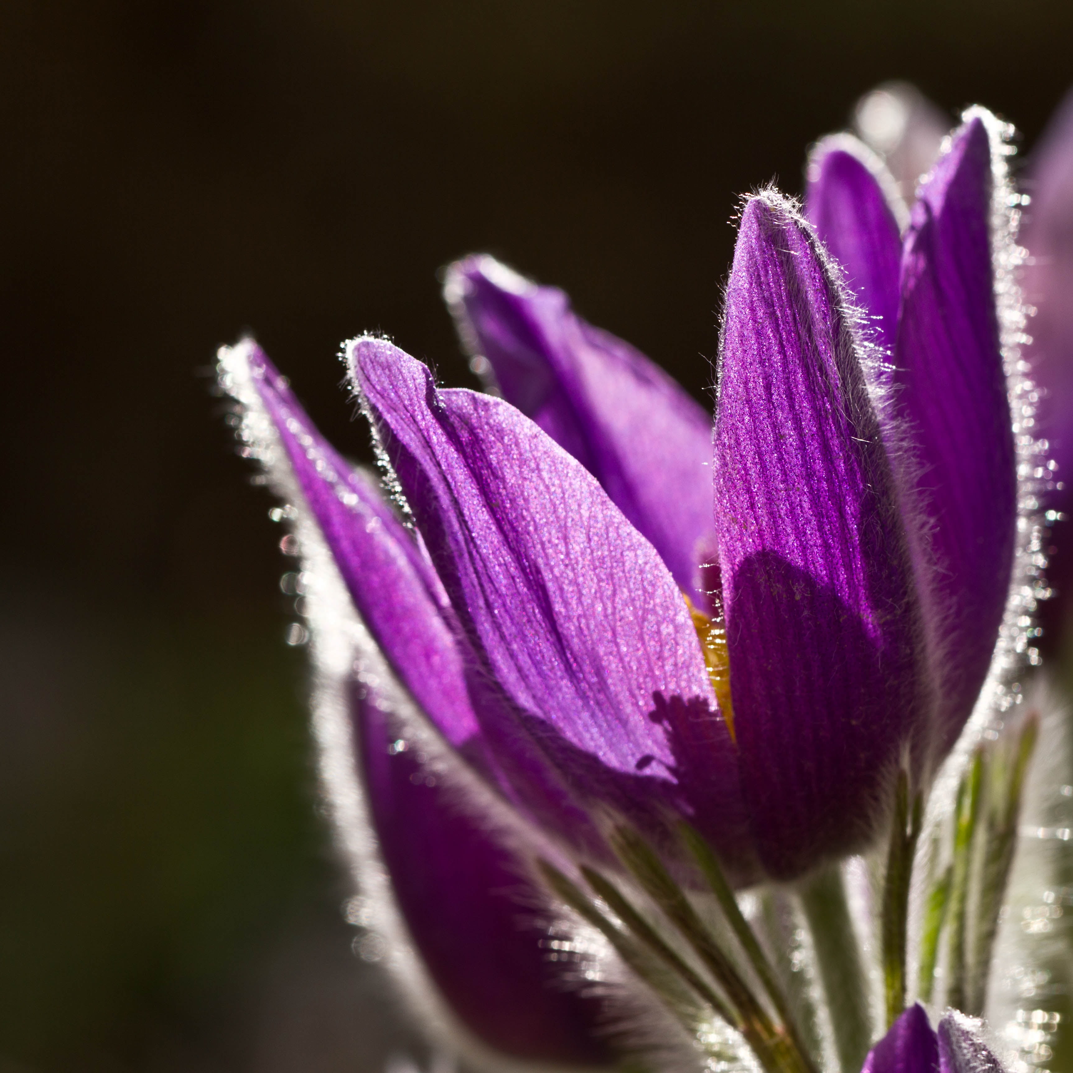 Denver Botanic Gardens, macro, floral, close-up, flower, Colorado, pulsatilla, pasque flower, beauty In Nature, selective focus, close up, photography, Phone HD Wallpaper